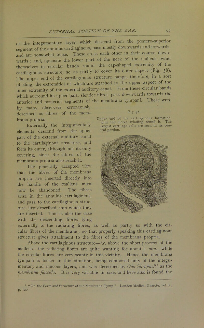 Fig. 38- Upper end of the cartilaginous formation, with the fibres winding round it. The largest cartilage-cells are seen in its cen- tral portion. of the integumentary layer, which descend from the postero-superior segment of the annulus cartilagineus, pass mostly downwaidsand forwards, and are somewhat tense. These cross each other in their course down- wards ; and, opposite the lower part of the neck of the malleus, wind themselves in circular bands round the cap-shaped extremity of the cartilaginous structure, so as partly to cover its outer aspect (Fig. 38). The upper end of the cartilaginous structure hangs, therefore, in a sort of sling, the extremities of which are attached to the upper aspect of the inner extremity of the external auditory canal. From these circulai bands which surround its upper part, slender fibres pass downwards towaids the anterior and posterior segments of the membrana tympani. These were by many observers erroneously described as fibres of the mem- brana propria. Externally the integumentary elements descend from the upper part of the external auditory canal to the cartilaginous structure, and form its cuter, although not its only covering, since the fibres of the membrana propria also reach it. The generally accepted view that the fibres of the membrana propria are inserted directly into the handle of the malleus must now be abandoned. The fibres arise in the annulus cartilagineus, and pass to the cartilaginous struc- ture just described, into which they are inserted. This is also the case with the descending fibres lying externally to the radiating fibres, as well as partly so with the cir- cular fibres of the membrane ; so that properly speaking this cartilaginous structure gives attachment to the fibres of the membrana propria. Above the cartilaginous structure—i.e. above the short process of the malleus—the radiating fibres are quite wanting for about 1 mm., while the circular fibres are very scanty in this vicinity. Hence the membrana tympani is looser in this situation, being composed only of the integu- mentary and mucous layers, and was described by Odo Shrapncll1 as the membrana Jlaccida. It is very variable in size, and here also is found the 1 On the Form and Structure of the Membrana Tymp. London Medical Gazette, vol. x., p. 120.