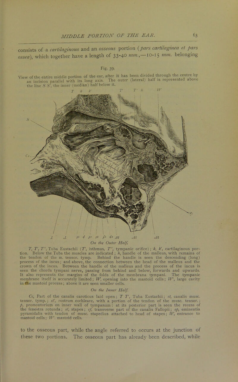 consists of a cartilaginous and an osseous portion (pars cartilaginea et pars ossea), which together have a length of 334° mm., 10-15 mm. belonging Fig. 39- View of the entire middle portion of the ear, after it has been divided through the centre by an incision parallel with its long axis. The outer (lateral) half is represented above the line S S', the inner (median) halt below it. On the Outer Half. T, T', T, Tuba Eustachii (T', isthmus, T, tympanic orifice); k, k', cartilaginous por- tion. Below the Tuba the muscles are indicated ; h, handle of the malleus, with remains of the tendon of the m. tensor, tymp. Behind the handle is seen the descending (long) process of the incus; and above, the connection between the head of the malleus and the crown of the incus. Between the handle of the malleus and the process of the incus is seen the chorda tympani nerve, passing from behind and below, forwards and upwards. It also represents the margins of the folds of the membrana tympani. The tympanic membrane itself is accurately limited; IV, opening into the mastoid cells; IV, large cavity in the mastoid process; above it are seen smaller cells. On the Inner Half. Cc, Part of the canalis caroticus laid open; T T', Tuba Eustachii; ct, canalis muse, tensor, tymp.; cl', rostrum cochleare, with a portion of the tendon of the muse, tensor.; p, promontorium on inner wall of tympanum : at its posterior part is seen the recess of the fenestra rotunda; si, stapes; cf transverse part of the canalis Fallopii; cp, eminentia pyrainidalis with tendon of muse, stapedius attached to head of stapes; W, entrance to mastoid cells; IV. mastoid cells. to the osseous part, while the angle referred to occurs at the junction of these two portions. The osseous part has already been described, while