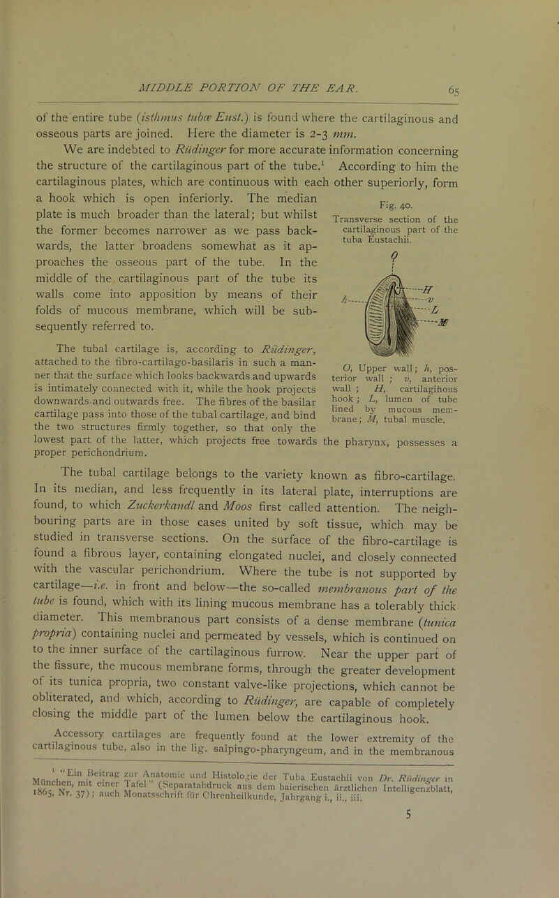 of the'entire tube (isthmus tubes Eust.) is found where the cartilaginous and osseous parts are joined. Here the diameter is 2-3 mm. We are indebted to Riidinger for more accurate information concerning the structure of the cartilaginous part of the tube.1 According to him the cartilaginous plates, which are continuous with each other superiorly, form a hook which is open inferiorly. The median plate is much broader than the lateral; but whilst the former becomes narrower as we pass back- wards, the latter broadens somewhat as it ap- proaches the osseous part of the tube. In the Fig. 40. Transverse section of the cartilaginous part of the tuba Eustachii. middle of the cartilaginous part of the tube its walls come into apposition by means of their folds of mucous membrane, which will be sub- sequently referred to. The tubal cartilage is, according to Riidinger, attached to the fibro-cartilago-basilaris in such a man- ner that the surface which looks backwards and upwards is intimately connected with it, while the hook projects downwardsand outwards free. The fibres of the basilar cartilage pass into those of the tubal cartilage, and bind the two structures firmly together, so that only the lowest part of the latter, which projects free towards proper perichondrium. O, Upper wall; h, pos- terior wall ; v, anterior wall ; H, cartilaginous hook ; L, lumen of tube lined by mucous mem- brane ; M, tubal muscle. the pharynx, possesses a The tubal cartilage belongs to the variety known as fibro-cartilage. In its median, and less frequently in its lateral plate, interruptions are found, to which Zuckerkandl and Moos first called attention. The neigh- bouring parts are in those cases united by soft tissue, which may be studied in transverse sections. On the surface of the fibro-cartilage is found a fibrous layer, containing elongated nuclei, and closely connected with the vascular perichondrium. Where the tube is not supported by cartilage i.e. in fiont and below—the so-called membranous part of the tube is found, which with its lining mucous membrane has a tolerably thick diameter. I his membranous part consists of a dense membrane (tunica propria) containing nuclei and permeated by vessels, which is continued on to the inner surface of the cartilaginous furrow. Near the upper part of the fissure, the mucous membrane forms, through the greater development of its tunica piopria, two constant valve-like projections, which cannot be obliterated, and which, according to Riidinger, are capable of completely closing the middle part of the lumen below the cartilaginous hook. Accessory cartilages are frequently found at the lower extremity of the cartilaginous tube, also in the lig. salpingo-pharyngeum, and in the membranous Mnnrh^n imUei-rag t f wwc™0 ulld Histologie der Tuba Eustachii von Dr. Riidinger in ™ . nnrU m , ails dem baierischen arztlichen Intelligenzblatt, ist>5, Nr. 37), auch Monatsschnft fllr Ohrenheilkunde, Jahrgang i., ii„ iii. 5