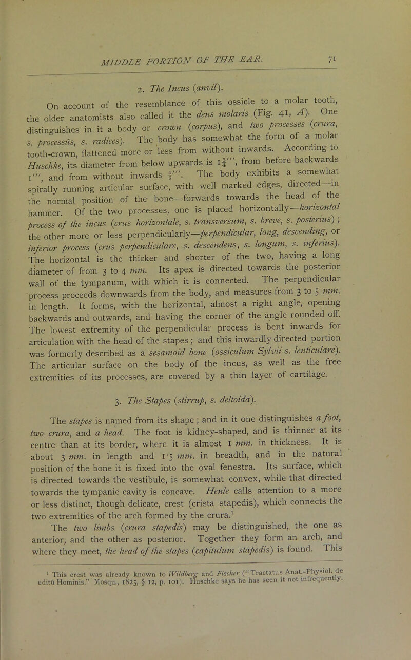 2. The Incas (anvil). On account of the resemblance of this ossicle to a molar tootn, the older anatomists also called it the dens molaris (Fig. 41, *). One distinguishes in it a body or crown (corpus), and two processes (crura, s. processus, s. radices). The body has somewhat the form of a molar tooth-crown, flattened more or less from without inwards According to Huschke, its diameter from below upwards is if', from before backwar s T, and from without inwards The body exhibits a somewhat spirally running articular surface, with well marked edges, directed—in the normal position of the bone—forwards towards the head of the hammer. Of the two processes, one is placed horizontally —horizontal process of the incus (crus liorizontale, s. transversum, s. breve, s. postenus) ; the other more or less perpendicularly—perpendicular, long, descending, or inferior process (crus pcrpcndiculare, s. descendens, s. longum, s. infenus). The horizontal is the thicker and shorter of the two, having a long diameter of from 3 to 4 mm. Its apex is directed towards the posterior wall of the tympanum, with which it is connected. The perpendicular process proceeds downwards from the body, and measures from 3 to 5 mm. in length. It forms, with the horizontal, almost a right angle, opening backwards and outwards, and having the corner of the angle rounded off. The lowest extremity of the perpendicular process is bent inwards for articulation with the head of the stapes ; and this inwardly directed portion was formerly described as a sesamoid bone (ossiculum Sylvn s. lenticular e). The articular surface on the body of the incus, as well as the free extremities of its processes, are covered by a thin layer of cartilage. 3. The Stapes (stirrup, s. deltoida). The stapes is named from its shape; and in it one distinguishes a foot, two crura, and a head. The foot is kidney-shaped, and is thinner at its centre than at its border, where it is almost I mm. in thickness. It is about 3 mm. in length and l’5 mm. in breadth, and in the natuial position of the bone it is fixed into the oval fenestra. Its surface, which is directed towards the vestibule, is somewhat convex, while that directed towards the tympanic cavity is concave. Henle calls attention to a more or less distinct, though delicate, crest (crista stapedis), which connects the two extremities of the arch formed by the crura.1 The two limbs (crura stapedis) may be distinguished, the one as anterior, and the other as posterior. Together they form an arch, and where they meet, the head of the stapes (capitulum stapedis) is found. This 1 This crest was already known to Wildberg and Fischer (“ rractatusAnat.-Phjsiol. de uditu Hominis.” Mosqu., 1825, § 12, p. 101). Huschkc says he has seen it not infrequently.