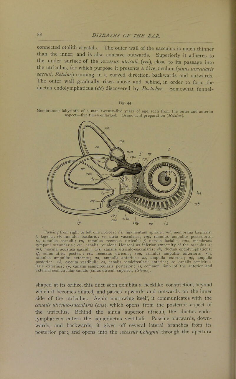 connected otolith crystals. 1 he outer wall of the sacculus is much thinner than the inner, and is also concave outwards. Superiorly it adheres to the under surface of the reccssus utriculi (rec), close to its passage into the utriculus, for which purpose it presents a diverticulum (sinus utricularis saccuii, Retzius) running in a curved direction, backwards and outwards. The outer wall gradually rises above and behind, in order to form the ductus endolymphaticus (de) discovered by Boettcher. Somewhat funnel- Fig. 44. Membranous labyrinth of a man twenty-five years of age, seen from the outer and anterior aspect—five times enlarged. Osmic acid preparation (Retzius). Passing from right to left one notices: Its, ligamentum spirale; mb, membrana basilaris; /, lagena; rb, ramulus basilaris; sv, atria vascularis; rap, ramulus ampullae posterioris; rs, ramulus saccuii; ru, ramulus recessus utriculi; f nervus facialis; mts, membrana tympani secundaria; esc, canalis reuniens Henseni as inferior extremity of the sacculus s; ms, macula acustica saccuii; cus, canalis utriculo-saccularis; de, ductus endolymphaticus ; sp, sinus utric. poster. ; rec, recessus utriculi ; raa, ramulus ampullae anterioris; rac, ramulus ampullae externae ; aa, ampulla anterior ; ac, ampulla externa ; ap, ampulla posterior; vb, caecum vestibuli; ca, canalis semicircularis anterior; cc, canalis semicircu- laris externus; cp, canalis semicircularis posterior; ss, common limb of the anterior and external semicircular canals (sinus utriculi superior, Retzius). shaped at its orifice, this duct soon exhibits a necklike constriction, beyond which it becomes dilated, and passes upwards and outwards on the inner side of the utriculus. Again narrowing itself, it communicates with the canalis utriculo-saccularis (cus), which opens from the posterior aspect of the utriculus. Behind the sinus superior utriculi, the ductus endo- lymphaticus enters the aquaeductus vestibuli. Passing outwards, down- wards, and backwards, it gives off several lateral branches from its posterior part, and opens into the recessus Cotugnii through the apertura