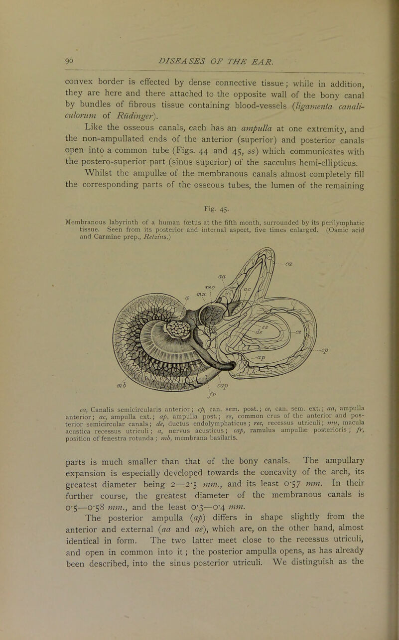 convex border is effected by dense connective tissue; while in addition, they are here and there attached to the opposite wall of the bony canal by bundles of fibrous tissue containing blood-vessels (ligamenta canali- culorum of Rtidinger). Like the osseous canals, each has an ampulla at one extremity, and the non-ampullated ends of the anterior (superior) and posterior canals open into a common tube (Figs. 44 and 45, ss) which communicates with the postero-superior part (sinus superior) of the sacculus hemi-ellipticus. Whilst the ampullae of the membranous canals almost completely fill the corresponding parts of the osseous tubes, the lumen of the remaining Fig. 45. Membranous labyrinth of a human foetus at the fifth month, surrounded by its perilymphatic tissue. Seen from its posterior and internal aspect, five times enlarged. (Osmic acid and Carmine prep., Retzius.) ca, Canalis semicircularis anterior; cp, can. sem. post.; ce, can. sem. ext.; aa, ampulla anterior; ac, ampulla ext.; ap, ampulla post.; ss, common crus of the anterior and pos- terior semicircular canals; de, ductus endolymphaticus ; rec, recessus utriculi; mu, macula acustica recessus utriculi; a, nervus acusticus; cap, ramulus ampullae posterioris ; fr, position of fenestra rotunda ; mb, membrana basilaris. parts is much smaller than that of the bony canals. The ampullary expansion is especially developed towards the concavity of the arch, its greatest diameter being 2—2-5 mm., and its least o-57 mnl- 1° their further course, the greatest diameter of the membranous canals is 0-5—0-58 mm., and the least 0-3—0-4 mm. The posterior ampulla (ap) differs in shape slightly from the anterior and external (aa and ae), which are, on the other hand, almost identical in form. The two latter meet close to the recessus utriculi, and open in common into it; the posterior ampulla opens, as has already been described, into the sinus posterior utriculi. We distinguish as the