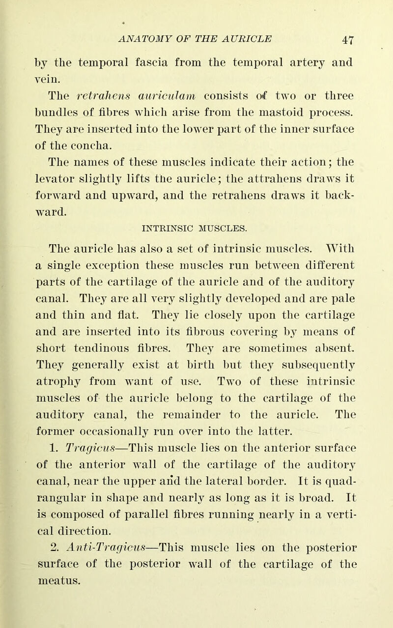 by the temporal fascia from the temporal artery and vein. The retrahens auriculam consists of two or three bundles of fibres which arise from the mastoid process. They are inserted into the lower part of the inner surface of the concha. The names of these muscles indicate their action; the levator slightly lifts tne auricle; the attrahens draws it forward and upward, and the retrahens draws it back- ward. INTRINSIC MUSCLES. The auricle has also a set of intrinsic muscles. With a single exception these muscles run between different parts of the cartilage of the auricle and of the auditory canal. They are all very slightly developed and are pale and thin and flat. They lie closely upon the cartilage and are inserted into its fibrous covering by means of short tendinous fibres. They are sometimes absent. They generally exist at birth but they subsequently atrophy from want of use. Two of these intrinsic muscles of the auricle belong to the cartilage of the auditory canal, the remainder to the auricle. The former occasionally run over into the latter. 1. Tragicus—This muscle lies on the anterior surface of the anterior wall of the cartilage of the auditory canal, near the upper and the lateral border. It is quad- rangular in shape and nearly as long as it is broad. It is composed of parallel fibres running nearly in a verti- cal direction. 2. Anti-Tragicus—This muscle lies on the posterior surface of the posterior wall of the cartilage of the meatus.