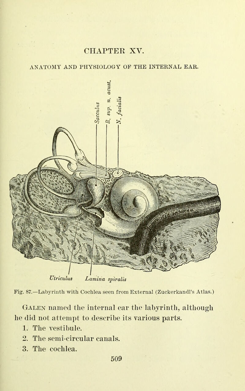 CHAPTER XV, ANATOMY AND PHYSIOLOGY OF THE INTERNAL EAR. 3 3 Ulriculus Lamina spiralis Fig. 87.—Labyrinth with Cochlea seen from External (Zuckerkandl’s Atlas.) Galen named the internal ear the labyrinth, although he did not attempt to describe its various parts. 1. The vestibule. 2. The semi-circular canals. 3. The cochlea.