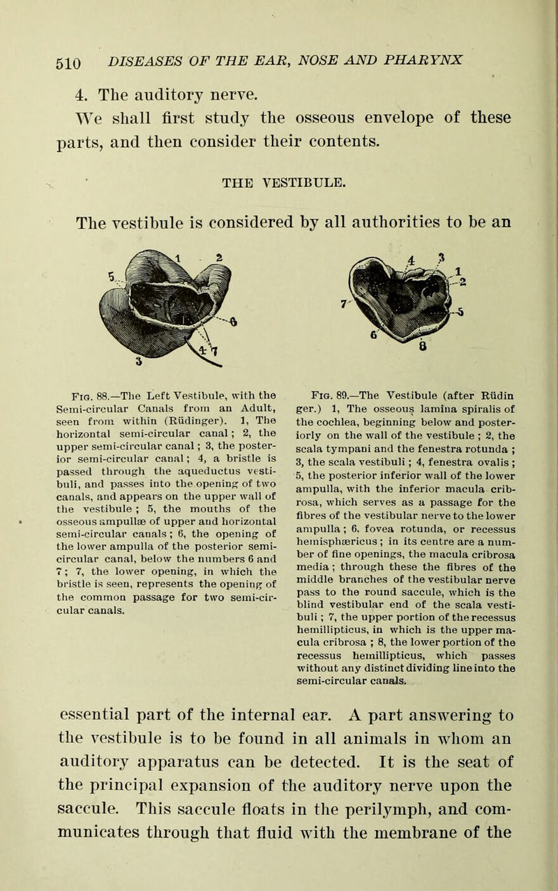 4. The auditory nerve. We shall first study the osseous envelope of these parts, and then consider their contents. THE VESTIBULE. The vestibule is considered by all authorities to be an Fig. 88.—The Left Vestibule, with the Semi-circular Canals from an Adult, seen from within (Riidinger). 1, The horizontal semi-circular canal ; 2, the upper semi-circular canal; 3, the poster- ior semi-circular canal; 4, a bristle is passed through the aqueductus vesti- buli, and passes into the opening of two canals, and appears on the upper wall of the vestibule ; 5, the mouths of the osseous ampullae of upper and horizontal semi-circular canals; 6, the opening of the lower ampulla of the posterior semi- circular canal, below the numbers 6 and 7; 7, the lower opening, in which the bristle is seen, represents the opening of the common passage for two semi-cir- cular canals. Fig. 89.—The Vestibule (after Riidin ger.) 1, The osseous lamina spiralis of the cochlea, beginning below and poster- iorly on the wall of the vestibule ; 2, the scala tympani and the fenestra rotunda ; 3, the scala vestibuli; 4, fenestra ovalis ; 5, the posterior inferior wall of the lower ampulla, with the inferior macula crib- rosa, which serves as a passage for the fibres of the vestibular nerve to the lower ampulla ; 6. fovea rotunda, or recessus hemisphsericus ; in its centre are a num- ber of fine openings, the macula cribrosa media ; through these the fibres of the middle branches of the vestibular nerve pass to the round saccule, which is the blind vestibular end of the scala vesti- buli ; 7, the upper portion of the recessus hemillipticus, in which is the upper ma- cula cribrosa ; 8, the lower portion of the recessus hemillipticus, which passes without any distinct dividing line into the semi-circular canals. essential part of the internal ear. A part answering to the vestibule is to be found in all animals in whom an auditory apparatus can be detected. It is the seat of the principal expansion of the auditory nerve upon the saccule. This saccule floats in the perilymph, and com- municates through that fluid with the membrane of the