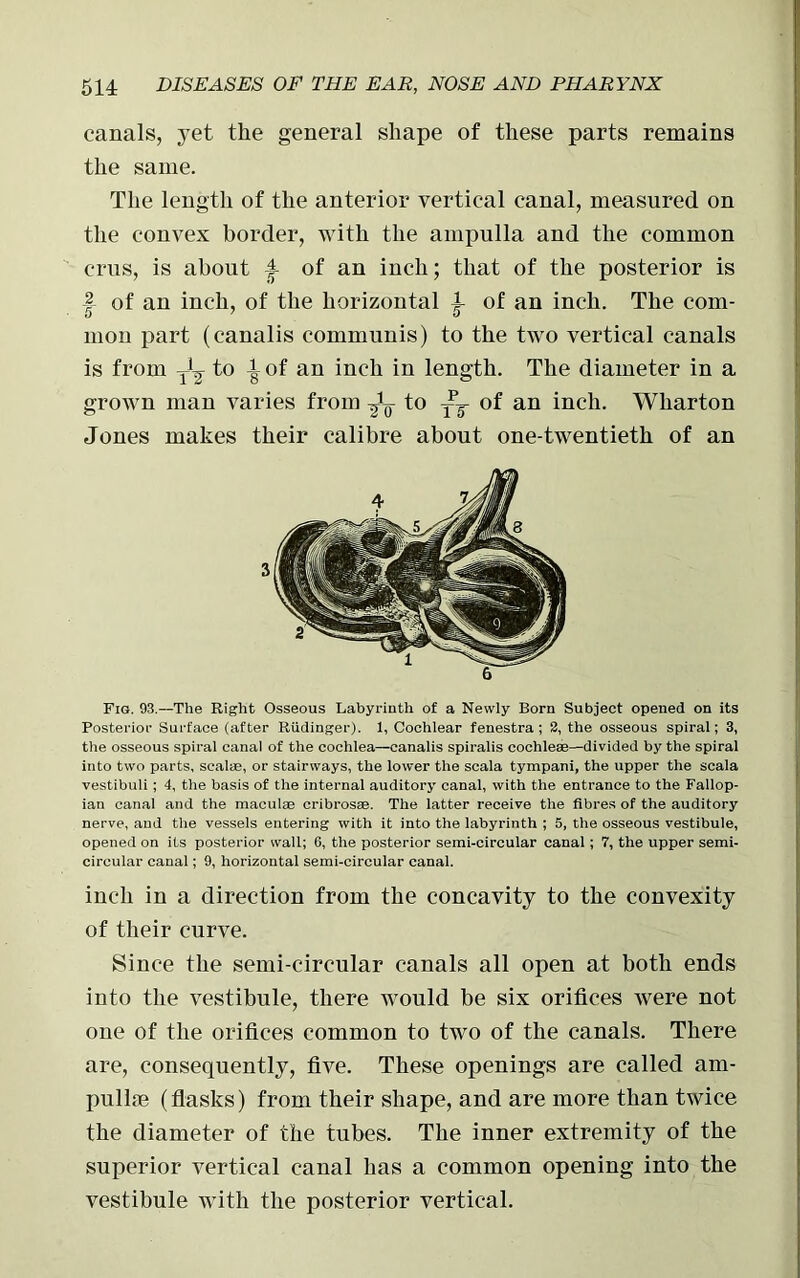 canals, yet the general shape of these parts remains the same. The length of the anterior vertical canal, measured on the convex border, with the ampulla and the common crus, is about 4 of an inch; that of the posterior is | of an inch, of the horizontal 4 of an inch. The com- mon part (canalis communis) to the two vertical canals is from y1^ to l of an inch in length. The diameter in a grown man varies from -^4 to ■—y of an inch. Wharton Jones makes their calibre about one-twentieth of an Fig. 93.—The Right Osseous Labyrinth of a Newly Born Subject opened on its Posterior Surface (after Rudinger). 1, Cochlear fenestra ; 2, the osseous spiral; 3, the osseous spiral canal of the cochlea—canalis spiralis cochlese—divided by the spiral into two parts, scalae, or stairways, the lower the scala tympani, the upper the scala vestibuli; 4, the basis of the internal auditory canal, with the entrance to the Fallop- ian canal and the maculae cribrosae. The latter receive the fibres of the auditory nerve, and the vessels entering with it into the labyrinth ; 5, the osseous vestibule, opened on its posterior wall; 6, the posterior semi-circular canal ; 7, the upper semi- circular canal; 9, horizontal semi-circular canal. inch in a direction from the concavity to the convexity of their curve. Since the semi-circular canals all open at both ends into the vestibule, there would be six orifices were not one of the orifices common to two of the canals. There are, consequently, five. These openings are called am- pullffi (flasks) from their shape, and are more than twice the diameter of the tubes. The inner extremity of the superior vertical canal has a common opening into the vestibule with the posterior vertical.