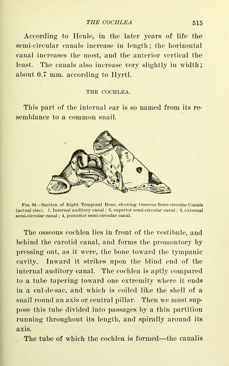 According to Henle, in the later years of life the semi circular canals increase in length; the horizontal canal increases the most, and the anterior vertical the least. The canals also increase very slightly in width; about 0.7 mm. according to Hyrtl. THE COCHLEA. This part of the internal ear is so named from its re- semblance to a common snail. Fig. 94.—Section of Right Temporal Bone, showing Osseous Semi-circular Canals (actual size). 1, Internal auditory canal ; 2, superior semi-circular canal: 3, external semi-circular canal; 4, posterior semi-circular canal. The osseous cochlea lies in front of the vestibule, and behind the carotid canal, and forms the promontory by pressing out, as it were, the bone toward the tympanic cavity. Inward it strikes upon the blind end of the internal auditory canal. The cochlea is aptly compared to a tube tapering toward one extremity where it ends in a cul-de-sac, and which is coiled like the shell of a snail round an axis or central pillar. Then we must sup- pose this tube divided into passages by a thin partition running throughout its length, and spirally around its axis. The tube of which the cochlea is formed—the canalis