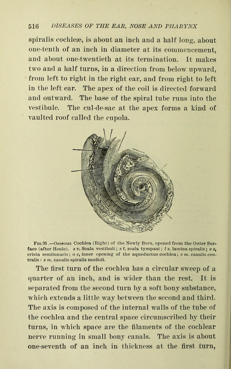 spiralis cochleae, is about an inch and a half long, about one-tenth of an inch in diameter at its commencement, and about one-twentieth at its termination. It makes two and a half turns, in a direction from below upward, from left to right in the right ear, and from right to left in the left ear. The apex of the coil is directed forward and outward. The base of the spiral tube runs into the vestibule. The cul-de-sac at the apex forms a kind of vaulted roof called the cupola. Fig.95 .—Osseous Cochlea (Right) of the Newly Born, opened from the Outer Sur- face (after Henle). s v, Scala vestibuli; s t, scala tympani ; l s, lamina spiralis ; c s, crista semilunaris ; a c, inner opening of the aqueductus cochlea ; c m. canalis cen- tralis : s m, canalis spiralis modioli. The first turn of the cochlea has a circular sweep of a quarter of an inch, and is wider than the rest. It is separated from the second turn by a soft bony substance, which extends a little way between the second and third. The axis is composed of the internal walls of the tube of the cochlea and the central space circumscribed by their turns, in which space are the filaments of the cochlear nerve running in small bony canals. The axis is about one-seventh of an inch in thickness at the first turn,