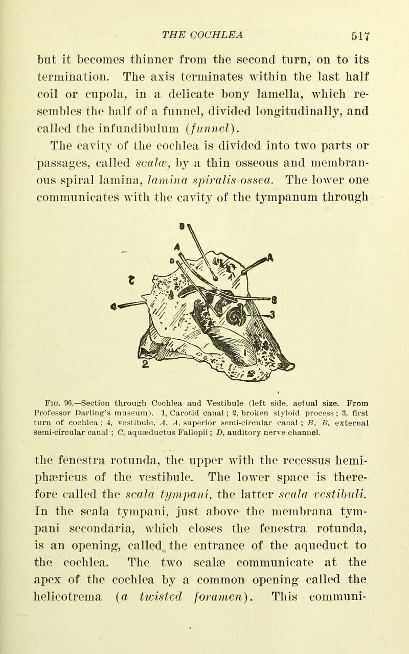 but it becomes thinner from the second turn, on to its termination. The axis terminates within the last half coil or cupola, in a delicate bony lamella, which re- sembles the half of a funnel, divided longitudinally, and called the infundibulum (funnel). The cavity of the cochlea is divided into two parts or passages, called scaled, b}^ a thin osseous and membran- ous spiral lamina, lamina spiralis ossea. The lower one communicates with the cavity of the tympanum through Fig. 96.—Section through Cochlea and Vestibule (left side, actual size. From Professor Darling’s museum). 1, Carotid canal; 2, broken styloid process; 3, first turn of cochlea ; 4, vestibule, .4, A. superior semi-circular canal ; B, B. external semi-circular canal ; C, aquaeductus Fallopii; D, auditory nerve chanuel. the fenestra rotunda, the upper with the recessus liemi- phaericus of the vestibule. The lower space is there- fore called the scala tympani, the latter scala vestibuli. In the scala tympani, just above the membrana tym- pani secondaria, which closes the fenestra rotunda, is an opening, called the entrance of the aqueduct to the cochlea. The two scahe communicate at the apex of the cochlea by a common opening called the helicotrema (a tivisted foramen). This communi-
