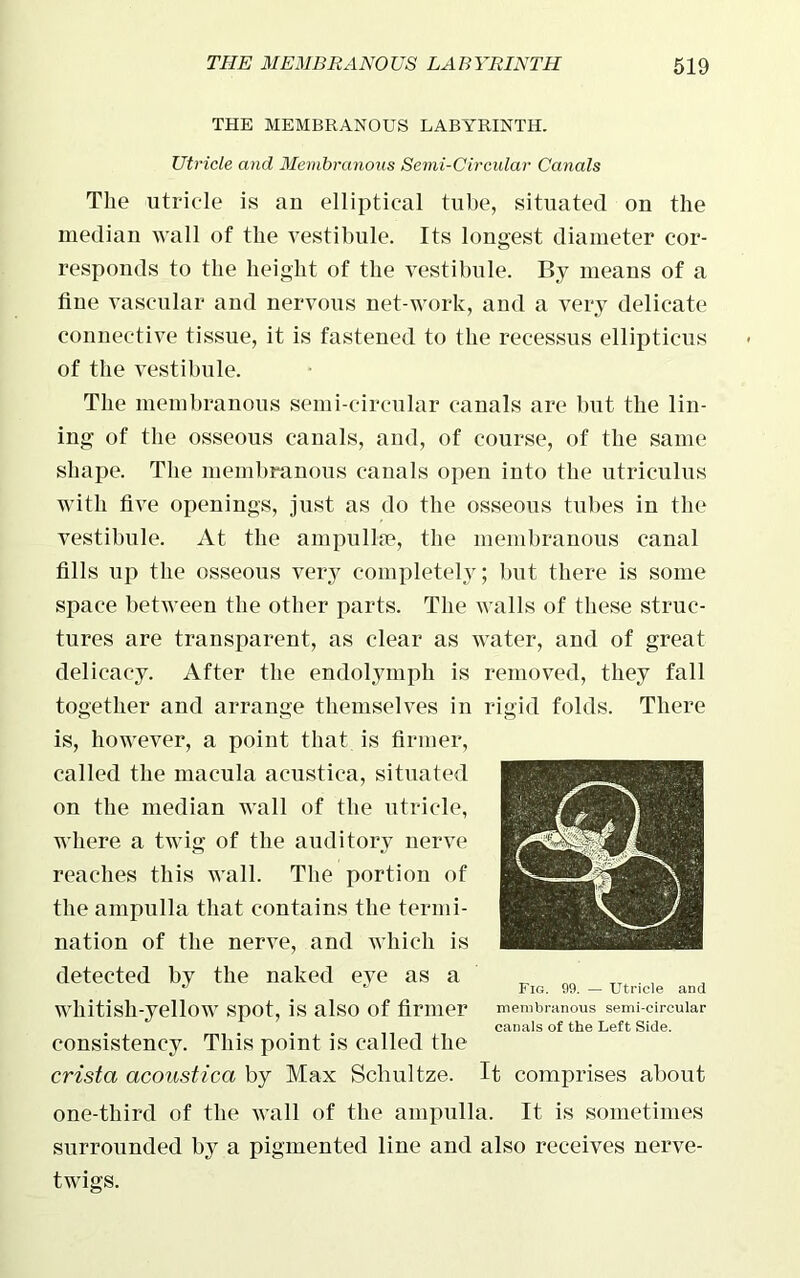 THE MEMBRANOUS LABYRINTH. Utricle and Membranous Semi-Circular Canals The utricle is an elliptical tube, situated on the median wall of the vestibule. Its longest diameter cor- responds to the height of the vestibule. By means of a fine vascular and nervous net work, and a very delicate connective tissue, it is fastened to the recessus ellipticals of the vestibule. The membranous semi-circular canals are but the lin- ing of the osseous canals, and, of course, of the same shape. The membranous canals open into the utriculus with five openings, just as do the osseous tubes in the vestibule. At the ampullae, the membranous canal fills up the osseous very completely; but there is some space between the other parts. The walls of these struc- tures are transparent, as clear as water, and of great delicacy. After the endolymph is removed, they fall together and arrange themselves in rigid folds. There is, however, a point that is firmer, called the macula acustica, situated on the median wall of the utricle, where a twig of the auditory nerve reaches this wall. The portion of the ampulla that contains the termi- nation of the nerve, and which is detected by the naked eye as a whitish-yellow spot, is also of firmer consistency. This point is called the crista acoustica by Max Schultze. It comprises about one-third of the wall of the ampulla. It is sometimes surrounded by a pigmented line and also receives nerve- twigs. Fig. 99. — Utricle and membranous semi-circular canals of the Left Side.