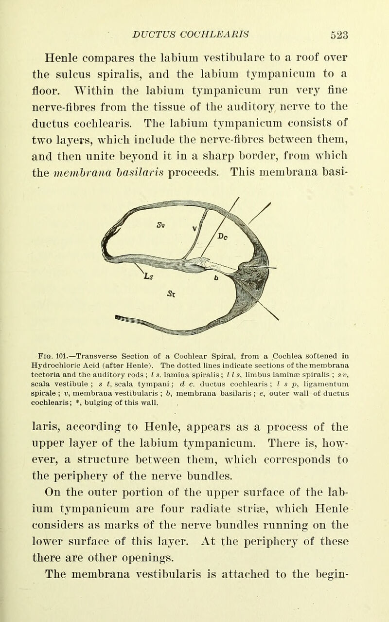 Henle compares the labium vestibulare to a roof over the sulcus spiralis, and the labium tympanicum to a floor. Within the labium tympanicum run very fine nerve-fibres from the tissue of the auditory nerve to the ductus coclilearis. The labium tympanicum consists of two layers, which include the nerve-fibres between them, and then unite beyond it in a sharp border, from which the membrana basilaris proceeds. This membrana basi- Fig. 101.—Transverse Section of a Cochlear Spiral, from a Cochlea softened in Hydrochloric Acid (after Henle). The dotted lines indicate sections of the membrana tectoria and the auditory rods ; l s. lamina spiralis ; ll s, limbus lamina spiralis ; s v, scala vestibule ; s t, scala tympani ; d c. ductus cochlearis ; l s p, ligamentum spirale ; v, membrana vestibularis ; b, membrana basilaris ; e, outer wall of ductus cochlearis; *, bulging of this wall. laris, according to Henle, appears as a process of the upper layer of the labium tympanicum. There is, how- ever, a structure between them, which corresponds to the periphery of the nerve bundles. On the outer portion of the upper surface of the lab- ium tympanicum are four radiate strife, which Henle considers as marks of the nerve bundles running on the lower surface of this layer. At the periphery of these there are other openings. The membrana vestibularis is attached to the begin-