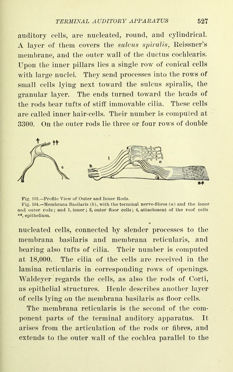 auditory cells, are nucleated, round, and cylindrical. A layer of them covers the sulcus spiralis, Reissner’s membrane, and the outer wall of the ductus cochlearis. Upon the inner pillars lies a single row of conical cells with large nuclei. They send processes into the rows of small cells lying next toward the sulcus spiralis, the granular layer. The ends turned toward the heads of the rods bear tufts of stiff immovable cilia. These cells are called inner hair-cells. Their number is computed at 3300. On the outer rods lie three or four rows of double Fig. 103.—Profile View of Outer and Inner Rods. Fig. 104.—Membrana Basilaris (6), with the terminal nerve-fibres (to) and the inner and outer rods ; and 1, inner ; 3, outer floor cells; 4, attachment of the roof cells **, epithelium. nucleated cells, connected by slender processes to the membrana basilaris and membrana reticularis, and bearing also tufts of cilia. Their number is computed at 18,000. The cilia of the cells are received in the lamina reticularis in corresponding rows of openings. Waldeyer regards the cells, as also the rods of Corti, as epithelial structures. Henle describes another layer of cells lying on the membrana basilaris as floor cells. The membrana reticularis is the second of the com- ponent parts of the terminal auditory apparatus. It arises from the articulation of the rods or fibres, and extends to the outer wall of the cochlea parallel to the