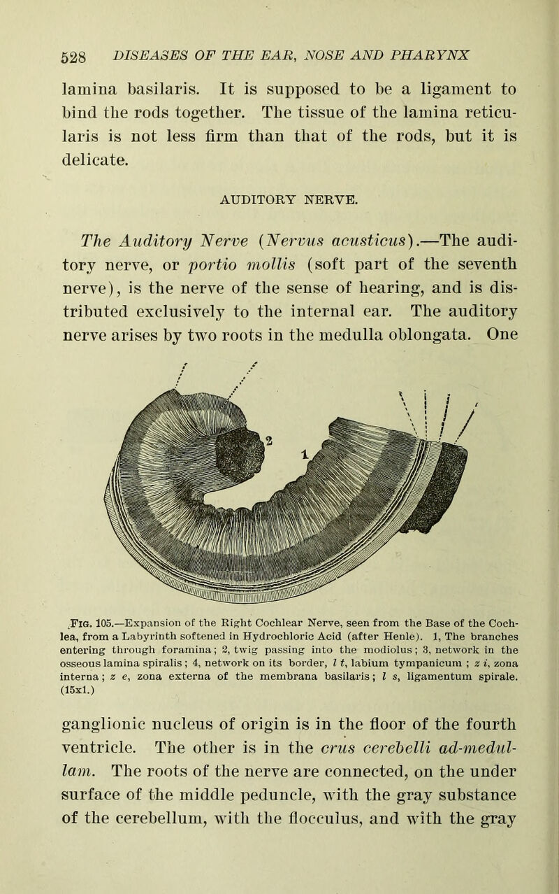 lamina basilaris. It is supposed to be a ligament to bind the rods together. The tissue of the lamina reticu- laris is not less firm than that of the rods, but it is delicate. AUDITORY NERVE. The Auditory Nerve (Nervus acusticus).—The audi- tory nerve, or portio mollis (soft part of the seventh nerve), is the nerve of the sense of hearing, and is dis- tributed exclusively to the internal ear. The auditory nerve arises by two roots in the medulla oblongata. One .Fig. 105.—Expansion of the Right Cochlear Nerve, seen from the Base of the Coch- lea, from a Labyrinth softened in Hydrochloric Acid (after Henle). 1, The branches entering through foramina; 2, twig passing into the modiolus; 3, network in the osseous lamina spiralis ; 4, network on its border, l #, labium tympanicum ; z i, zona interna; z e, zona externa of the membrana basilaris; l s, ligamentum spirale. (15x1.) ganglionic nucleus of origin is in the floor of the fourth ventricle. The other is in the crus cerebelli ad-medul- lam. The roots of the nerve are connected, on the under surface of the middle peduncle, with the gray substance of the cerebellum, with the flocculus, and with the gray