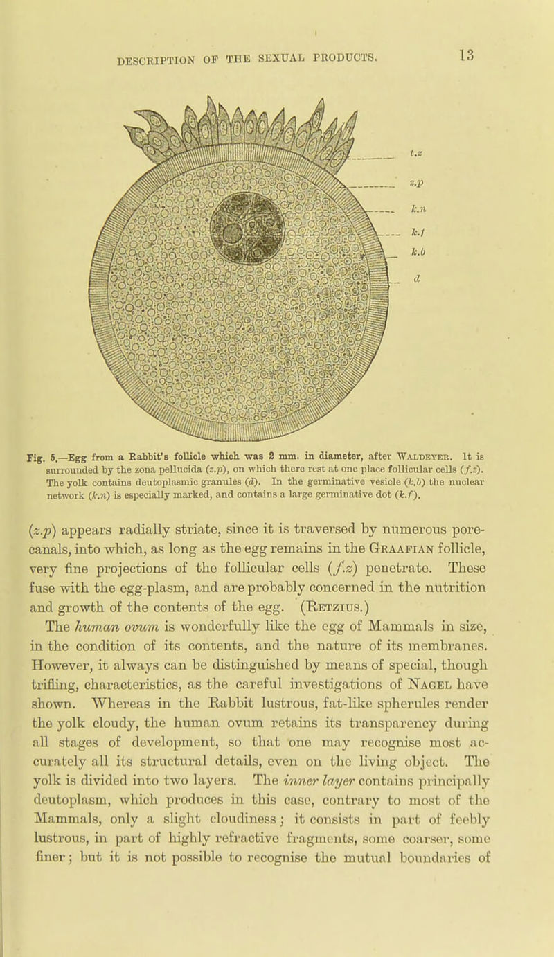 Jig, 5_—'Egg from a Eabbif s follicle which was 2 mm, in diameter, after Waldeyer. It is surrounded by the zona pellucida (z.p), on which there rest at one place follicular cells (f.z). The yolk contains deutoplasmic granules (d). In the germinative vesicle (k.b) the nuclear network (k.n) is especially marked, and contains a large germinative dot (k.f). {z.p) appears radially striate, since it is traversed by numerous pore- canals, into which, as long as the egg remains in the Graafian follicle, very fine projections of the follicular cells (f.z) penetrate. These fuse with the egg-plasm, and are probably concerned in the nvitrition and growth of the contents of the egg. (Retzius.) The human ovum is wonderfully like the egg of Mammals in size, in the condition of its contents, and the nature of its membranes. However, it always can be distinguished by means of special, though trifling, characteristics, as the careful investigations of Nagel have shown. Whereas in the Rabbit lustrous, fat-like spherules render the yolk cloudy, the human ovum retains its transparency during all stages of development, so that one may recognise most nc- curately all its structural details, even on the living object. The yolk is divided into two layers. The inner layer contains principally doutoplasm, which produces in this case, contrary to most of the Mammals, only a slight cloudiness; it consists in part of feebly lustrous, in part of highly refractive frngments, some coarser, some finer; but it is not possible to recognise the mutual boundaries of