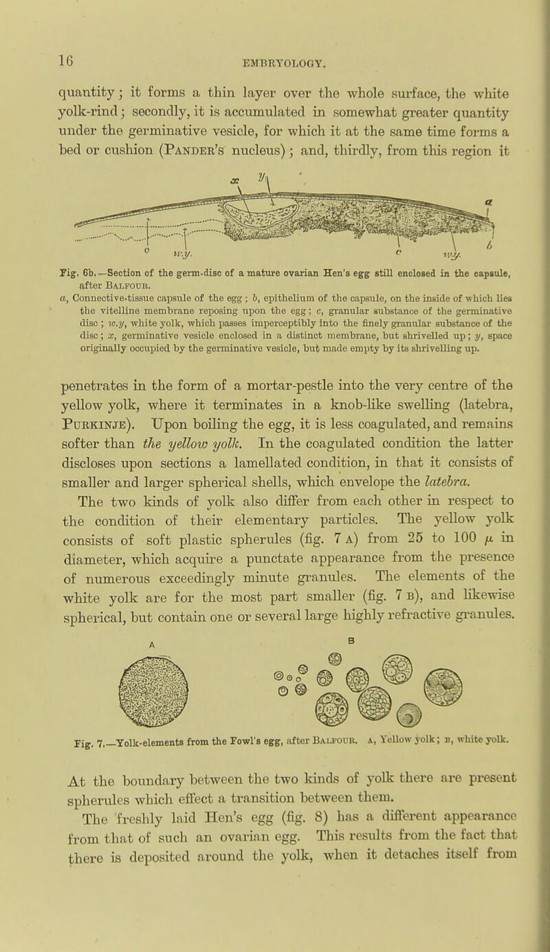 quantity; it forms a thin layer over the whole surface, the white yolk-rind; secondly, it is accumulated in somewhat greater quantity under the germinative vesicle, for which it at the same time forms a bed or cushion (Pander's nucleus); and, thirdly, from this region it Fig, 6b. —Section of the germ-diso of a mature ovarian Hen's egg still enclosed in the capsule, nfter Balfour. a. Connective-tissue capsule of the egg ; 6, epithelium of the capsule, on the inside of which lies the vitelline memhrane reposing upon the egg; c, gi'anular substance of the germinative disc ; lo.y, white yolk, which passes imperceptibly into the finely granular substance of the disc; X, germinative vesicle enclosed in a distinct membrane, but shrivelled up; y, space originally occupied by the germinative vesicle, but made empty by its shrivelling up. penetrates in the form of a mortar-pestle into the very centre of the yellow yolk, where it terminates in a knob-Uke swelling (latebra, Purkinje). Upon boiling the egg, it is less coagulated, and remains softer than the yellow yolk. In the coagulated condition the latter discloses upon sections a lamellated condition, in that it consists of smaller and larger spherical shells, whicb envelope the latebra. The two kinds of yolk also differ from each other in respect to the condition of their elementary particles. The yellow yolk consists of soft plastic spherules (fig. 7 a) from 25 to 100 /a in diameter, which acquire a punctate appearance from the presence of numerous exceedingly minute granules. The elements of the white yolk are for the most part smaller (fig. 7 b), and likewise spherical, but contain one or several large highly refractive granules. Jig, 7 Yolk-elements from the Fowl's egg, after Balfour, a, YeUow ^o]k; b, white yolk. At the boundary between the two kinds of yoUc there are present spherules which efi'ect a transition between them. The freshly laid Hen's egg (fig. 8) has a different appearance from that of such an ovarian egg. This results from the fact that there is deposited around the yolk, when it detaches itself from