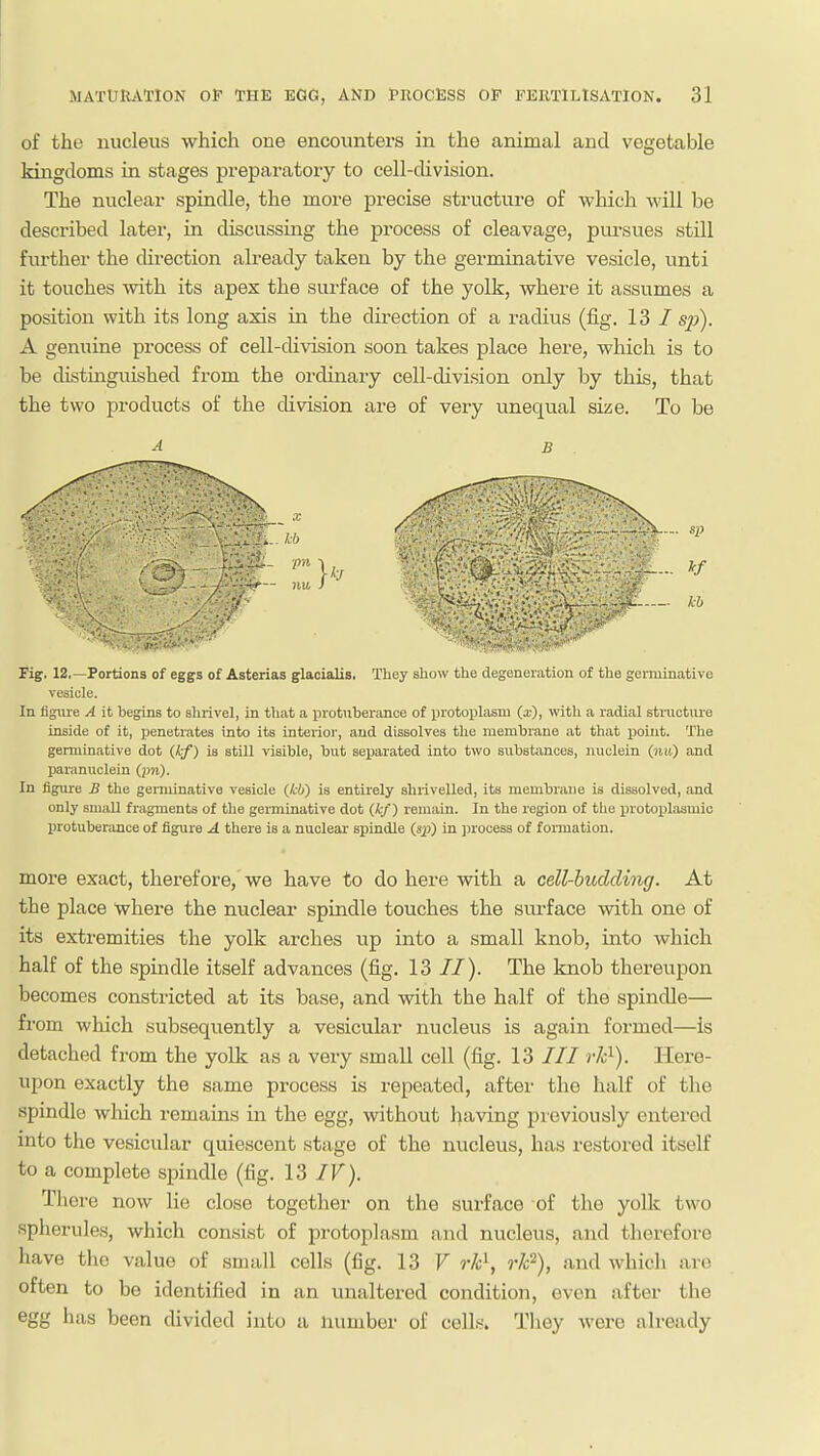 of the nucleus which one encounters in the animal and vegetable kingdoms in stages preparatory to cell-division. The nuclear spindle, the more precise structure of which will be described later, in discussing the process of cleavage, pm-sues still further the direction already taken by the germinative vesicle, unti it touches with its apes the surface of the yolk, where it assumes a position with its long axis in the direction of a radius (fig. 13 / sp). A genuine process of cell-division soon takes place here, which is to be distinguished from the ordinary cell-division only by this, that the two products of the cUvision are of very unequal size. To be -1 B Fig. 12.—Portions of eggs of Asterias glaoialis, They show the degeneiatioii of the germinative vesicle. In figure A it begins to shrivel, in that a protuberance of protoplasm (x), with a radial stnicture inside of it, penetrates into its inteiior, and dissolves the membrane at that point. The germinative dot (/,/) is still visible, but separated into two subsUmces, nuclein and paranuclein (pn). In figure B the gemiinative vesicle (kb) is entirely shi-ivelled, its membrane is dissolved, and only small fragments of the germinative dot (kf) remain. In the region of the protopliismio protuberance of figure A there is a nuclear spindle (sp) in jirocess of formation. more exact, therefore, we have to do here with a cell-budding. At the place where the nuclear spindle touches the siu-face with one of its extremities the yolk arches up into a small knob, into which half of the spindle itself advances (fig. 13 //). The knob thereupon becomes constricted at its base, and with the half of the spindle— from which subsequently a vesicular nucleus is again formed—is detached from the yolk as a very small cell (fig. 13 /// rJc^). Here- upon exactly the same process is repeated, after the half of the spindle which remains in the egg, without having previously entered into the vesicular quiescent stage of the nucleus, has restored itself to a complete spindle (fig. 13 /V). There now lie close together on the surface of the yolk two spherules, which consist of protoplasm and nucleus, and therefore have the value of small cells (fig. 13 F rk\ r¥), and which are often to be identified in an unaltered condition, even after the egg has been divided into a number of cells. They were already