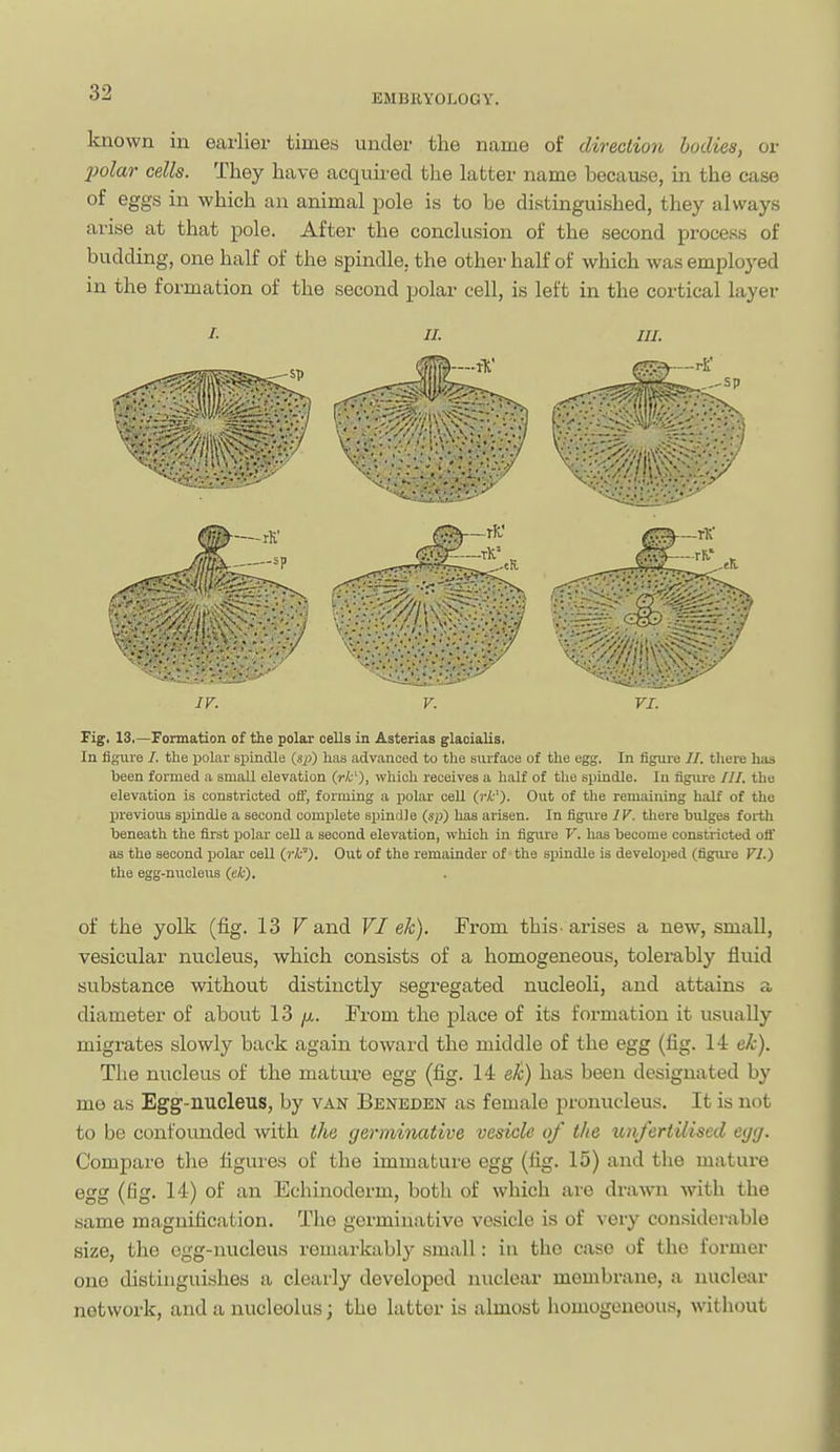 known in earlier times under the name of direction bodies, or polar cells. They have acquired the hxtter name because, in the case of eggs in which an animal pole is to be distinguished, they always arise at that pole. After the conclusion of the second process of budding, one half of the spindle, the other half of which was emploj-ed in the formation of the second polar cell, is left in the cortical layer I- II. III. iV. V. I X. Fig. 13.—Fonnation of the polar cells in Asterias glaoialis. In figure /. the ijolar spindle {sp) has advanced to the surface of the egg. In figure //. there has been formed a small elevation {rk'), which receives a half of tlie spindle. In figure ///. the elevation is constricted ofi, forming a polar cell (rk'). Out of the remaining half of the X)revious spindle a second complete spindle (sp) has arisen. In figure IV. there bulges forth beneath the first cell a second elevation, which in figure V. has become constricted oif as the second ijolar cell ()'/;'), 0>it of the remainder of the spindle is developed (flgiu'e Vl.) the egg-nuclens (ek). of the yolk (fig. 13 l^and VI ek). From this■ arises a new, small, vesicular nucleus, which consists of a homogeneous, tolerably fluid substance without distinctly segregated nucleoU, and attains a diameter of about 13 /i,. From the place of its formation it usually migrates slowly back again toward the middle of the egg (fig. 14 ek). The nucleus of the mature egg (fig. 14 ek) has been designated by me as Egg-nucleus, by van Beneden as female pronucleus. It is not to be confounded with the germinative vesicle of the unfertUised eyij. Compare the figures of the immature egg (fig. 15) and the mature egg (fig. 14) of an Echinoderm, both of which are drawn with the same magnification. The germinative vesicle is of very considerable size, the egg-nucleus remarkably small: in the case of the former one distinguishes a clearly developed nuclear membrane, a uuclcivr network, and a nucleolus; the latter is almost homogeneous, without