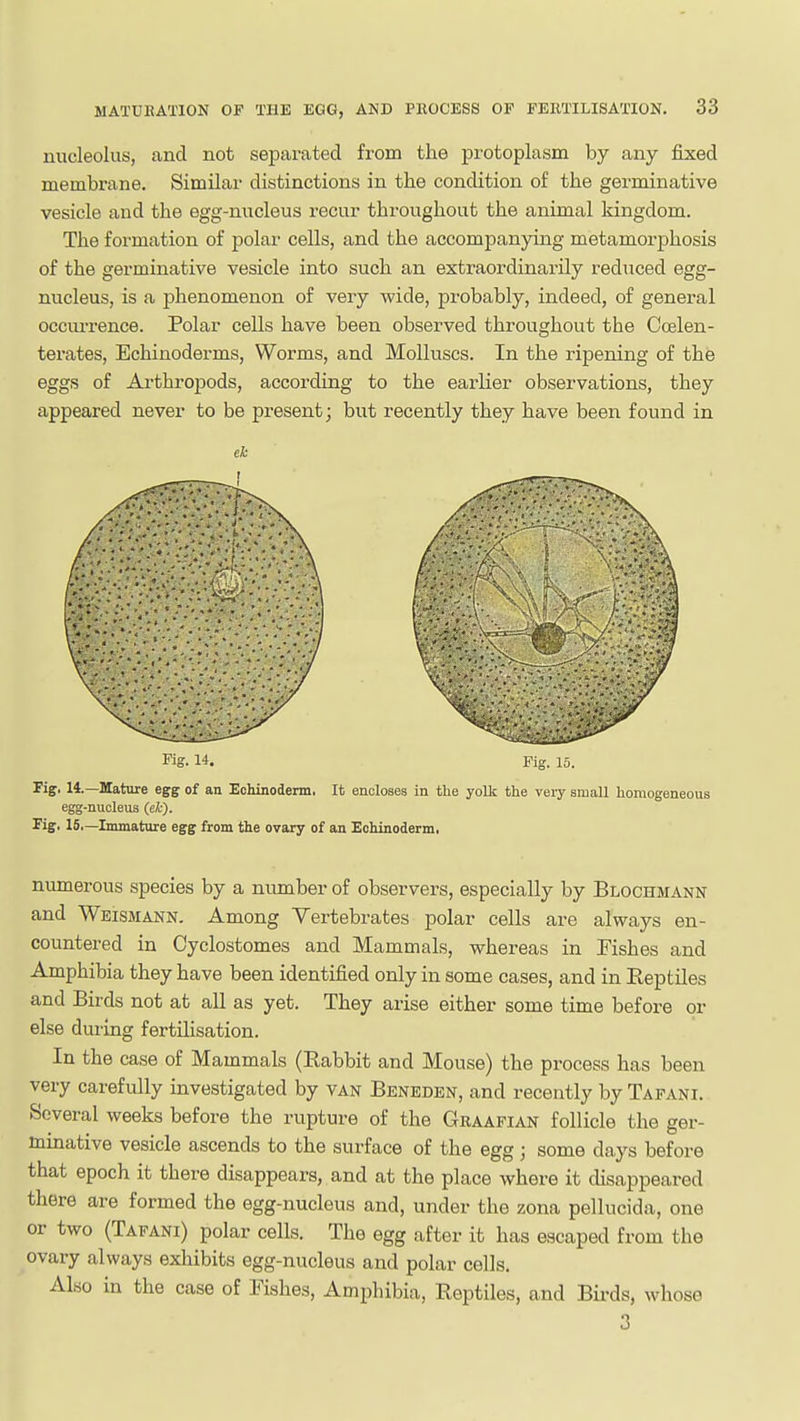 nucleolus, and not separated from the protoplasm by any fixed membrane. Similar distinctions in the condition of the germinative vesicle and the egg-nucleus recur throughout the animal kingdom. The formation of polar cells, and the accompanying metamorphosis of the germinative vesicle into such an extraordinarily reduced egg- nucleus, is a phenomenon of very wide, probably, indeed, of general occm-rence. Polar cells have been observed throughout the Ccelen- terates, Echinoderms, Worms, and Molluscs. In the ripening of the eggs of Arthropods, according to the earlier observations, they appeared never to be present j but recently they have been found in ek Kg. Fig. 15. Fig. 14.—Mature egg of an Echinodenn. It encloses in the yolk the very small homogeneous egg-nucleus (ek). Fig. 15.—Immature egg from the ovary of an Eohinoderm, numerous species by a number of observers, especially by Blochmann and Weismann. Among Vertebrates polar cells are always en- countered in Cyclostomes and Mammals, whereas in Fishes and Amphibia they have been identified only in some cases, and in Reptiles and Birds not at all as yet. They arise either some time before or else during fertilisation. In the case of Mammals (Babbit and Mouse) the process has been very carefully investigated by van Beneden, and recently by Tafani. Several weeks before the rupture of the Graafian follicle the ger- minative vesicle ascends to the surface of the egg; some days before that epoch it there disappears, and at the place where it disappeared there are formed the egg-nucleus and, under the zona pellucida, one or two (Tafani) polar cells. The egg after it has escaped from the ovary always exhibits egg-nucleus and polar cells. Also in the case of Fishes, Amphibia, Reptiles, and Bii-ds, whose 3