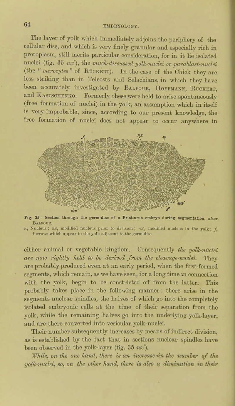 The layer of yolk which Immediately adjoins the periphery of the cellular disc, and which is very finely granular and especially rich in protoplasm, still merits particular consideration, for in it lie isolated nuclei (fig. 35 nx'), the much-discussed yolk-nuclei or parahlast-nuclei (the  merocytes  of Euckert). In the case of the Chick they are less striking than in Teleosts and Selachians, in which they have been accurately investigated by Balfour, Hoffmann, EtJcKERT, and Kastschenko. Formerly these were held to arise spontaneously (free formation of nuclei) in the yolk, an assumption which in itself is very improbable, since, according to our present knowledge, the free formation of nuclei does not appear to occur anywhere in Fig. 35.—Section through the germ-disc of a Pristiiirus embryo during segmentation, after Balfour. n. Nucleus; nx, modified nucleus prior to division ; nx', modified rmcleus in the yolk; f, furrows which aijpear in the yolk adjacent to the germ-disc. either animal or vegetable kingdom. Consequently the yolk-niiclei are noio rightly held to be derived from the cleavage-nuclei. They are probably produced even at an early period, when the first-formed segments, which remain, as we have seen, for a long time in connection with the yolk, begin to be constricted off from the latter. This probably takes place in the following manner : there arise in the segments nuclear spindles, the halves of which go into the completely isolated embryonic cells at the time of their separation from the yolk, while the remaining halves go into the underlying yolk-layer, and are there converted into vesicular yolk-nuclei. Their number subsequently increases by means of indirect division, as is established by the fact that in sections nuclear spindles have been observed in the yolk-layer (fig. 35 nx'). While, on the one hand, there is an increase ^in the number of the yolk-nuclei, so, on the other liand, there is also a diminution in tlieir