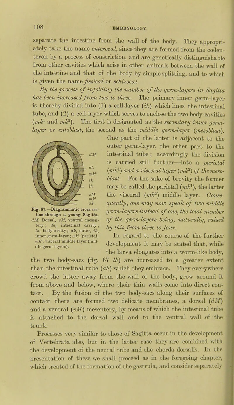 separate the intestine from the wall of the body. They appropri- ately take the name enterocod, since they are formed from the coelen- teron by a process of constriction, and are genetically distinguishable from other cavities which arise in other animals between the wall of the intestine and that of the body by simple splitting, and to which is given the name Jissicod or scJiizocoel. By the process of infolding the number of the germ-layers vn Sagitta has been increased from two to three. The primary inner germ-layer is thereby divided into (1) a cell-layer {ik) which lines the intestinal tube, and (2) a cell-layer which serves to enclose the two body-ca\aties {mh^ and onk'^). The first is designated as the secondary inner germ- layer or entoblast, the second as the middle germ-layer (mesoblast). One part of the latter is adjacent to the outer germ-layer, the other part to the intestinal tube ; accordingly the division is carried still further—into a parietal (mk^) and a visceral layer (mk^) of the meso- blast. For the sake of brevity the former may be called the parietal (mk^), the latter the visceral (mk^) middle layer. Conse- quently, otie may now speak of two middle germ-layers instead of one, the total number of the germ-layers being, naturally, raised by this from three to Joior. In regard to the course of the further development it may be stated that, while the larva elongates into a worm-like body, the two body-sacs (fig. 67 Ih) are increased to a greater extent than the intestinal tube (ah) which they embrace. They everywhere crowd the latter away from the wall of the body, grow around it from above and below, where theii' thin walls come into direct con- tact. By the fusion of the two body-sacs along their surfaces of contact there are formed two delicate membranes, a doreal {dM) and a ventral (vi/) mesentery, by means of which the intestinal tube is attached to the dorsal wall and to the ventral wall of the trunk. Processes very similar to those of Sagitta occur in the development of Vertebrata also, but in the latter case they are combined ^vitll the development of the neural tube and the chorda dorsaUs. In the presentation of these we shall proceed as in the foregoing chapter, which treated of the formation of the gastrula, and consider separately Fig. 67.—Diagrammatic cross sec- tion through a young Sagitta. dM, Dorsal, vM, ventral mesen- tery ; dli, intestinal cavity; Ih, body-cavity; ak, outer, ik, inner germ-layer; mfc','P'iet'i'l) mlc^, visceral middle layer (mid- dle germ-layers).