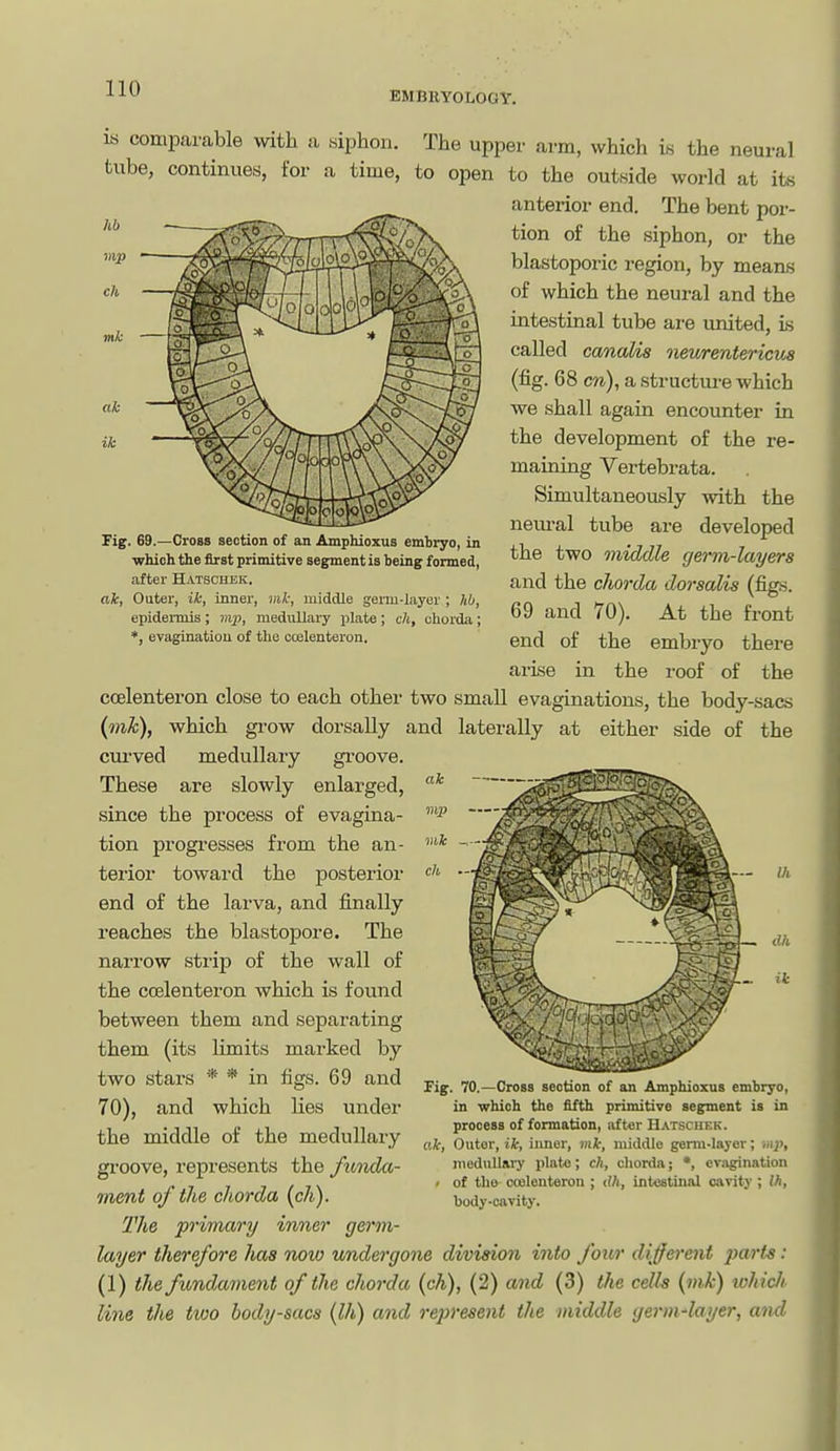 EMBRYOLOGY. is comparable with a siphon. The upper arm, which is the neural tube, continues, for a time, to open to the outside world at its anterior end. The bent por- tion of the siphon, or the blastoporic region, by means of which the neural and the intestinal tube are united, is called canaUs neurentericus (fig. 68 cn), a structure which we shall again encounter in the development of the re- maining Vei'tebrata. Simultaneously with the neui-al tube are developed the two middle germ-layers and the chorda dorsalis (figs. 69 and 70). At the front end of the embryo there arise in the roof of the coelentei'on close to each other two small evaginations, the body-sacs {mk), which grow dorsally and curved medullary groove. These are slowly enlarged, since the process of evagina- tion progresses from the an- terior toward the posterior end of the larva, and finally reaches the blastopore. The narrow strip of the wall of the coelenteron which is found between them and separating them (its limits marked by Fig. 69.—Cross section of an Amphioxus embryo, in ■which the first primitive segment is being formed, after Hatschek, ak, Outer, ik, inner, mk, middle germ-layer ; hh, epidei-mis ; mp, medullary plate ; cU, chorda; *, evagination of the ccelenteron. laterally at either side of the two stars * * in figs. 69 and ih ik Fig. 70.—Cross section of an Amphioxus embryo, in which the fifth primitive segment is in process of formation, after Hatschek. ak, Outer, ik, innei', mk, middle germ-layer; mjy, medullary plate; ch, chorda; *, evagination < of tha coelenteron ; <Wi, intestinal cavity ; Ih, body-cavity. 70), and which lies under the middle of the medullary gi'oove, represents the funda- ment of the chorda (ch). The primary inner germ- layer therefore has now undergone division into four different parts: (1) the fundament of the chorda {ch), (2) and (3) the cells (mk) whic/i line the two body-sacs (Ih) and represent the middle germ4ayer, and