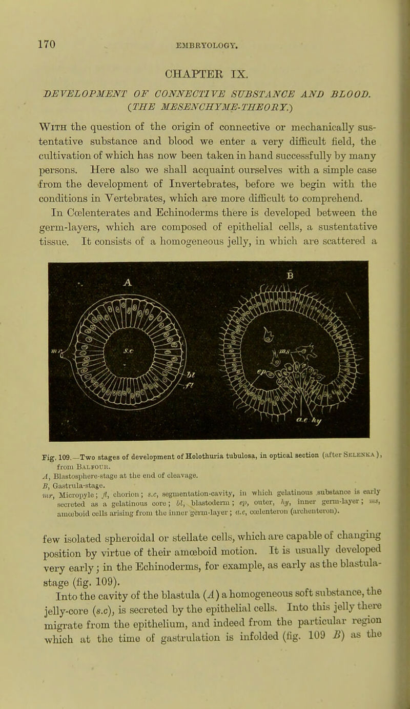 CHAPTER IX. DEVELOPMENT OF CONNECTIVE SUBSTANCE AND BLOOD. {THE MESENCHYME-TIIEORY.) With the question of the origin of connective or mechanically sus- tentative substance and blood we enter a very drfi&cult field, the cultivation of which has now been taken in hand successfully by many persons. Here also we shall acquaint ourselves with a simple case from the development of Invertebrates, before we begin with the conditions in Vertebrates, which are more difficult to comprehend. In Ccelenterates and Echinoderms there is developed between the germ-layers, which are composed of epithelial cells, a sustentative tissue. It consists of a homogeneous jelly, in which are scattered a Fig. 109. —Two stages of development of Holothuria tubulosa, in optical section (iifter Selenk.\ ), from Balfouk. A, Blastosphere-stage at the end of cleavage. B, Gastnila-stage. Dir, Micropyle; rf, chorion; s.c, segmentation-cavity, in which golatinoiis subsbmce is early ' secreted as a gelatinoiis cove; bl, bliistodemi; cp, outer, hy, inner genn-layer; ms, ainujboid cells ai-isiug from the inner germ-layer; (i.c, cculentevon (arohontoi-ou). few isolated spheroidal or stellate cells, which are capable of changing position by virtue of their amoeboid motion. It is usually developed very early 3 in the Echinoderms, for example, as early as the blastula- Btage (fig. 109). Into the cavity of the blastula {A)& homogeneous soft substance, the jelly-core (s.c), is secreted by the epithelial cells. Into this jelly thei^ migrate from the epithelium, and indeed from the particular region which at the time of gaatrulation is infolded (fig. 109 B) iis the