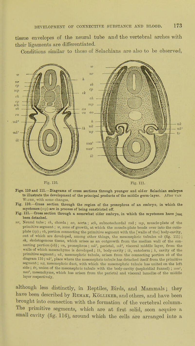 tissue envelopes of the neural tube and the vertebral arches with theii- ligaments are differentiated. Conditions similar to those of Selachians ai-e also to be observed, Rg. 110. Fig. 111. Figs. 110 and 111,—Diagrams of cross sections through younger and older Selachian embryos to illustrate the development of the principal products of the middle germ-layer. After van WiJHE, with some changes. Fig. 110,—Cross section through the region of the pronephros of an embryo, in -which the myotomes (nip) are in process of being constricted oS. Fig. 111.- Cross section through a somewhat older embryo, in which the myotomes have just been detached, nr, Neural tube; ch, chorda; ao, aorta ; sch, subnotochordal rod; mp, muscle-plate of the primitive segment; w, zone of gi-owth, at which the muscle-plate beuds over into the outis- plate (cp) ; vb, portion connecting the primitive segment with the [walls of the] body-cavity, out of which are developed, among other things, the mesonephrio tubules uk (fig. Ill) ; .?fc, skeletogenous tissue, which arises as an outgrowth from the median wall of the con- necting portion {vb); rn, pronephros ; ink', parietal, mk', visceral middle layer, from the walls of which mesenchyme is developed ; Ih, body-cavity ; ik, entoderm ; h, cavity of the primitive segment; uk, mesonephric tubule, arisen from the connecting portion vb of the diagram 110; uk\ place where the mesonephric tubule has detached itself from the primitive segment; v.g, mesonephric duct, with which the mesonephrio tubule has united on the left Bide; ir, union of the mesonephric tubule with the body-cavity (nephridial funnel) ; mes\ mes', mesenchyme, which has arisen from the parietal and viacenvl laraelte of the middle layer respectively. although less distinctly, in Reptiles, Birds, and Mammals; they have been described by Remak, Kolliker, and others, and have been brought into connection with the formation of the vertebral column. The primitive segments, which are at first solid, soon acquire a small cavity (fig. 116), around which the cells are arranged into a