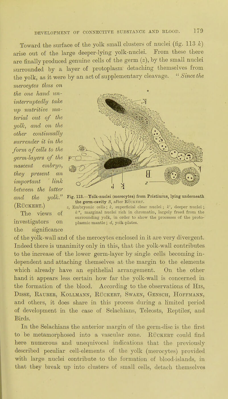 Toward the surface of the yolk small clusters of nuclei (hg. 113 ^) arise out of the large deeper-lying yolk-nuclei. From these there are finally produced genuine cells of the germ (s), by the small nuclei surrounded by a layer of protoplasm detaching themselves from the yolk, as it were by an act of supplementary cleavage.  Since tlie mei'ocytes thus on the one hand un- interritj)tedly take up nutritive ma- terial out of the yolk, and on the other continually sitrrender it in the form 0f cells to the germ-layers of the nxiscent embryo, they present an important link betioeen the latter and the yolk. (RUCKERT.) The views of investigators on the significance of the yolk-wall and of the merocytes enclosed in it are very divergent. Indeed there is unanimity only in this, that the yolk-wall contributes to the increase of the lower germ-layer by single cells becoming in- dependent and attaching themselves at the margin to the elements which already have an epithelial arrangement. On the other hand it appears less certain how far the yolk-wall is concerned in the formation of the blood. According to the observations of His, DissE, Rauber, Kollmann, E,uckert, Swaen, Gensch, Hoffmann, and others, it does share in this process during a limited period of development in the case of Selachians, Teleosts, Reptile?, and Birds. In the Selachians the anterior mai-gin of the germ-disc is the first to be metamorphosed into a vascular zone. Ruckert could find here numerous and unequivocal indications that the previously described peculiar cell-elements of the yolk (merocytes) provided with large nuclei contiibute to the formation of blood-islands, in that they break up into clusters of small cells, detach themselves Fig. 113,—Yolk-nuolei (merocytes) from Pristiurus, lying underneath the germ-cavity B, after Rockert. z, Embryonic cells; k, superficial clear nuclei; k\ deeper nuclei; k*, marginal nuclei rich in chromatin, largely freed from the surrounding yolk, in order to show the ijrocesses of the proto- plasmic mantle; d, yolk-plates.