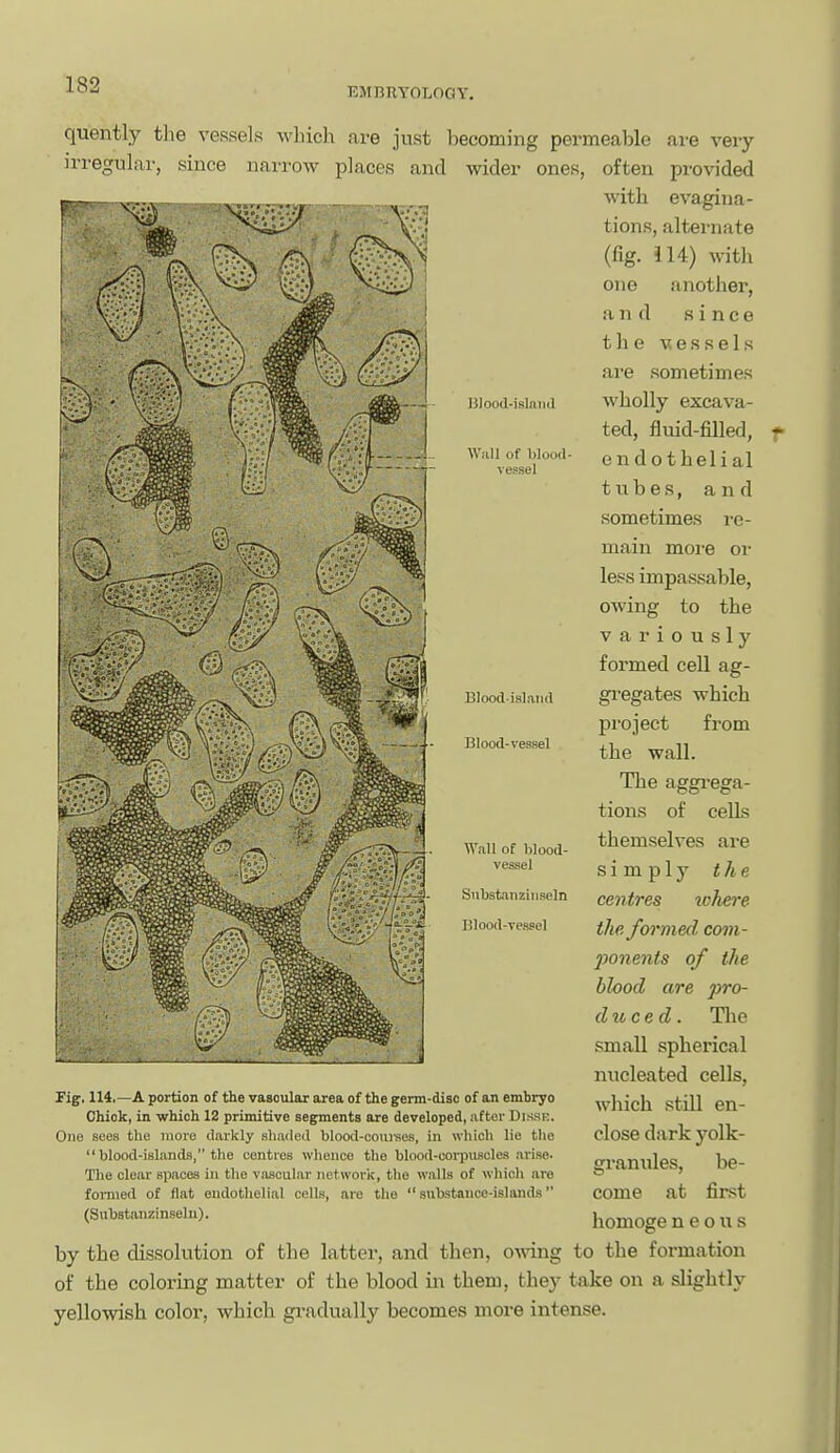 EMBRYOLOGY. lilood-iBlniid Wall of blood- vessel quently tlie vessels wlncli are just becoming permeable are very irregular, since narrow places and wider ones, often provided with evagina- tions, alternate (fig. 114) with one another, and since the ■wessels are sometimes wholly excava- ted, fluid-filled, endothelial tubes, and sometimes re- main more or less impassable, owing to the variously formed ceU ag- gi-egates which project from the wall. The aggi-ega- tions of cells themselves are simply the centres lohere the formed, coin- 2)onents of the blood are pro- duce d. The small spherical nucleated cells, which still en- close dark yolk- granules, be- come at first homoge n e o u s Blood-islaiul Blood-vessel Wall of blood- vessel Siibstanziiiseln Blood-vessel rigf. 114.—A portion of the vascular area of the germ-diso of an embryo Chiok, in which 18 primitive segments are developed, after Disse. One sees the more darkly shaded blood-coui'ses, in which lie the blood-islands, the centres whence the blood-corpuscles arise. Tlie clear spaces in the vascular networiv, the walls of which are fomied of flat endothelial cells, are the substance-islands (Substanzinselu). by the dissolution of the latter, and then, ovnng to the foi-mation of the coloring matter of the blood in them, they take on a slightly yellowish color, which gi-adually becomes more intense.