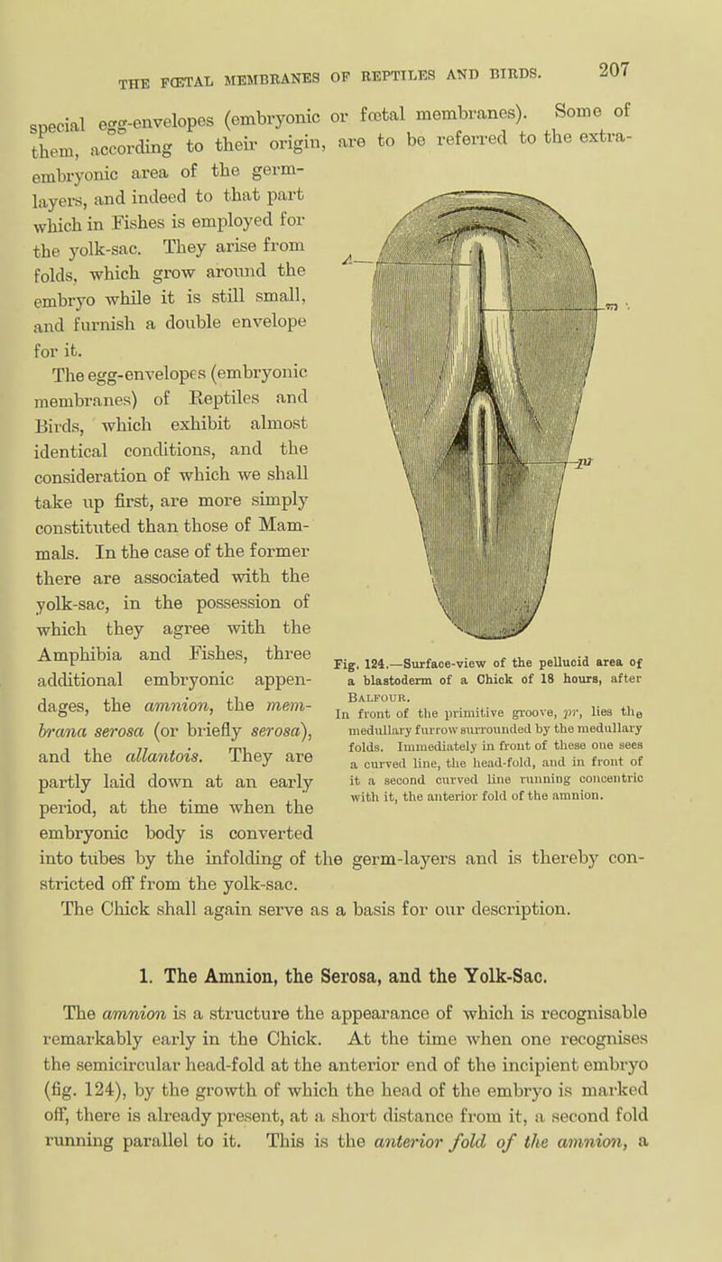 THE FCETAL MEMBRANES special egg-envelopes (embryonic them, according to their origin, embryonic area of the germ- layei-s, and indeed to that part which in Fishes is employed for the yolk-sac. They arise from folds, which grow around the embryo while it is still small, and furnish a double envelope for it. The egg-envelopes (embryonic membranes) of Reptiles and Birds, which exhibit almost identical conditions, and the consideration of which we shall take up first, are more simply constituted than those of Mam- mals. In the case of the former there are associated with the yolk-sac, in the possession of which they agree with the Amphibia and Fishes, three additional embryonic appen- dages, the amnion, the mem- hrana serosa (or briefly serosa), and the allantois. They are partly laid down at an early period, at the time when the embryonic body is converted into tubes by the infolding of stricted off from the yolk-sac. The Chick shall again serve e OF REPTILES AND BIRDS. 207 or fcetal membranes). Some of are to be referred to the extra- Fig, 124.—Surfaoe-view of the pellucid area of a blastoderm of a Chick of 18 hours, after Balfour. In front of the primitive groove, pr, liea tlie medullary furrow surrounded by the medullary folds. Immediately in front of these one sees a curved line, tlie head-fold, and in front of it a second curved line running concentric with it, the anterior fold of the amnion. 8 germ-layers and is thereby con- a basis for our description. 1. The Amnion, the Serosa, and the YoIk-Sac. The amnion is a structure the appearance of which is recognisable remarkably early in the Chick. At the time when one recognises the semicircular head-fold at the anterior end of the incipient embryo (fig. 124), by the growth of which the head of the embryo is marked off, there is already present, at a short distance from it, a second fold running parallel to it. This is the anterior fold of the amnion, a