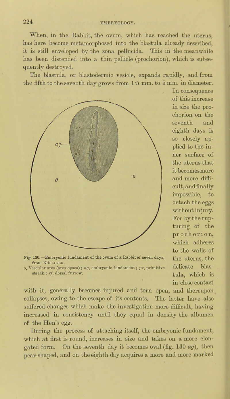 When, in the Rabbit, the ovum, which has reached the uterus, has here become metamorphosed into the blastula already described, it is still enveloped by the zona pellucida. This in the meanwhile has been distended into a thin pellicle (prochorion), which is subse- quently destroyed. The blasttila, or blastodermic vesicle, expands rapidly, and from the fifth to the seventh day grows from 1'5 mm. to 5 mm. in diameter. In consequence of this increase in size the pro- chorion on the seventh and eighth days is so closely ap- plied to the in- ner surface of the uterus that it becomes moi'e and more diffi- cult, and finally impossible, to detach the eggs without injury. For by the rup- turing of the prochorion, which adheres to the walls of the uterus, the delicate blas- tula, which is in close contact with it, generally becomes injured and torn open, and thereupon collapses, owing to the escape of its contents. The latter have also suffered changes which make the investigation more difficult, having increased in consistency until they equal in density the albumen of the Hen's egg. During the process of attaching itself, the embryonic fundament, which at first is round, increases in size and takes on a more elon- gated form. On the seventh day it becomes oval (fig. 130 ag), then pear-shaped, and on the eighth day acquires a more and more marked rig. 130.—Embryonic ftmdament of the ovum of a Kabbit of seven days, from KoLLIKER. 0, Vascular aiea (area opacii) ; ag, embryonic fundament; iic, primitive streak ; rf, dorsal fuiiow.