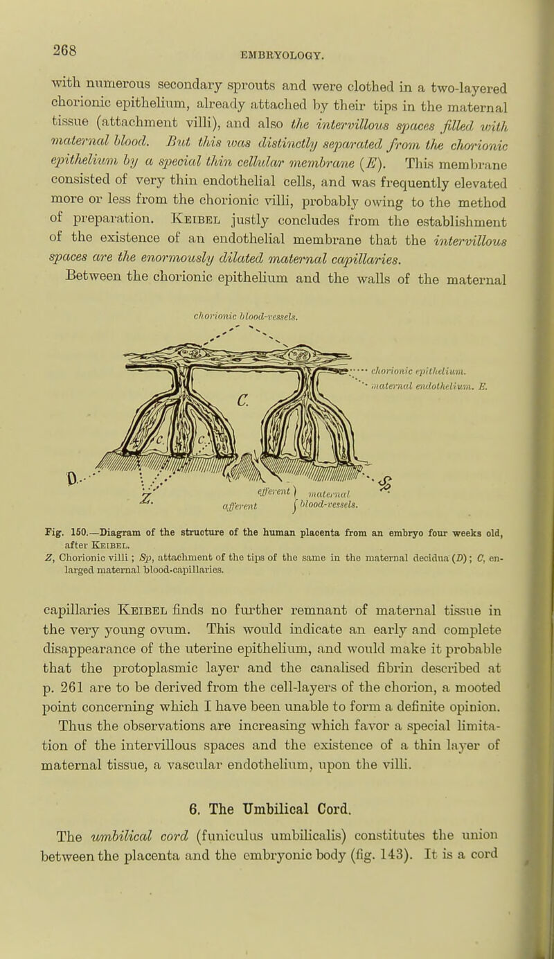 EMBRYOLOGY. with numerous secondary sprouts and were clothed in a two-layered chorionic epithelium, already attached by their tips in the maternal tissue (attachment villi), and also the intervillous spaces filled with maLernal blood. But this loas distinctly separated from tJie cim'ionic e2)ithelvum by a special thin cellula/r membrane {E). This membrane consisted of very thin endothelial cells, and was frequently elevated more or less from the chorionic villi, probably owing to the method of preparation. Keibel justly concludes from tlie establishment of the existence of an endothelial membrane that the intervillous spaces are the enormously dilated maternal cajjillaries. Between the chorionic epithehum and the walls of the maternal chorionic. hlood-resseU. Fig. 160.—Diagram of the struotxire of the human placenta from an embryo four weeks old, after Keibel. Z, Chorionic villi; Sp, attachment of the tips of the same in the maternal decidua (Z>); C, en- larged maternal blood-capillaries. capillaries Keibel finds no fiu-ther remnant of maternal tissue in the very j^oung ovum. This would indicate an early and complete disappearance of the uterine epithelium, and would make it probable that the protoplasmic layer and the canalised fibrin described at p. 261 are to be derived from the cell-layers of the chorion, a mooted point concerning which I have been unable to form a definite opinion. Thus the observations are increasing which favor a special limita- tion of the intervillous spaces and the existence of a thin layer of maternal tissue, a vascular endothelium, upon the villi. 6. The Umbilical Cord. The umbilical cord (funiculus umbilicalis) constitutes the union between the placenta and the embryonic body (fig. 143). It is a cord