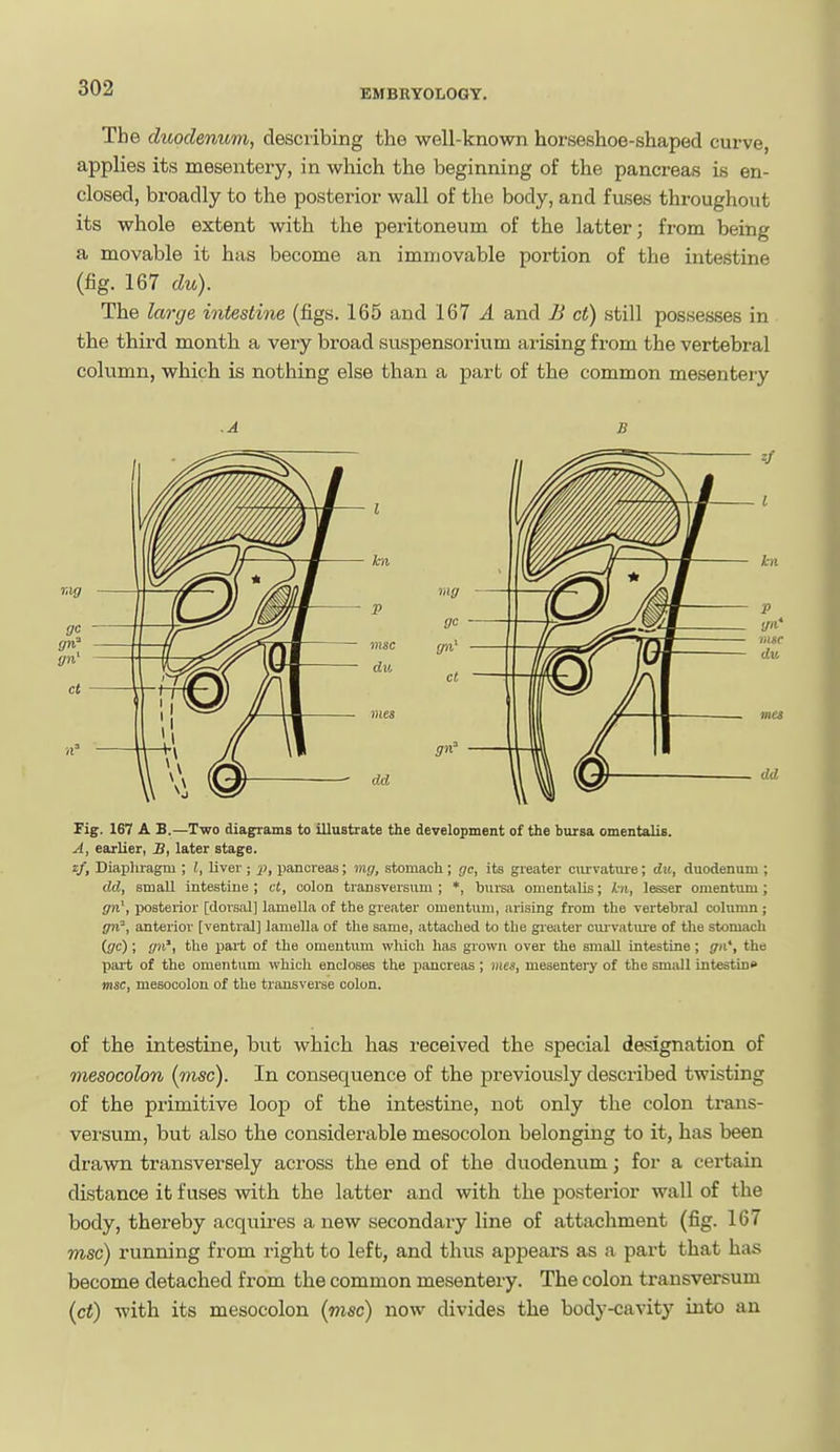 EMBRYOLOGY. The duodenum, describing the well-known horseshoe-shaped curve, applies its mesentery, in which the beginning of the pancreas is en- closed, broadly to the posterior wall of the body, and fuses throughout its whole extent with the peritoneum of the latter; from being a movable it has become an immovable portion of the intestine (fig. 167 du). The large intestine (figs. 165 and 167 ^ and Ji ct) still possesses in the third month a very broad suspensorium arising from the vertebral column, which is nothing else than a part of the common mesentery .A s Tig. 167 A B.—Two diagrams to illustrate the development of the bursa omentalis. A, earlier, B, later stage. zf, Diapluagm ; I, Uver ; pancreas; mg, stomach; gc, its greater curvature; du, duodenum ; dd, small intestine ; ct, colon transversum ; *, bursa omentsiUs; kn, lesser omentum; gn', posterior [dorsal] lamella of the greater omentum, arising from the yertebral column ; gn', anterior [ventral] lamella of the same, attached to the greater cuivatui-e of the stomach (ffc); gn', the part of the omentum which has grown over the small intestine; gn', the part of the omentum which encloses the pancreas; mes, mesentery of the small intestin* msc, mesocolon of the transverse colon. of the intestine, but which has received the special designation of mesocolon [msc). In consequence of the previously described twisting of the primitive loop of the intestine, not only the colon trans- versum, but also the considerable mesocolon belonging to it, has been drawn transversely across the end of the duodenum; for a certain distance it fuses with the latter and with the posterior wall of the body, thereby acquires a new secondary line of attachment (fig. 167 msc) running from right to left, and thus appears as a part that has become detached from the common mesentery. The colon transversum (ct) with its mesocolon (msc) now divides the body-cavity into an