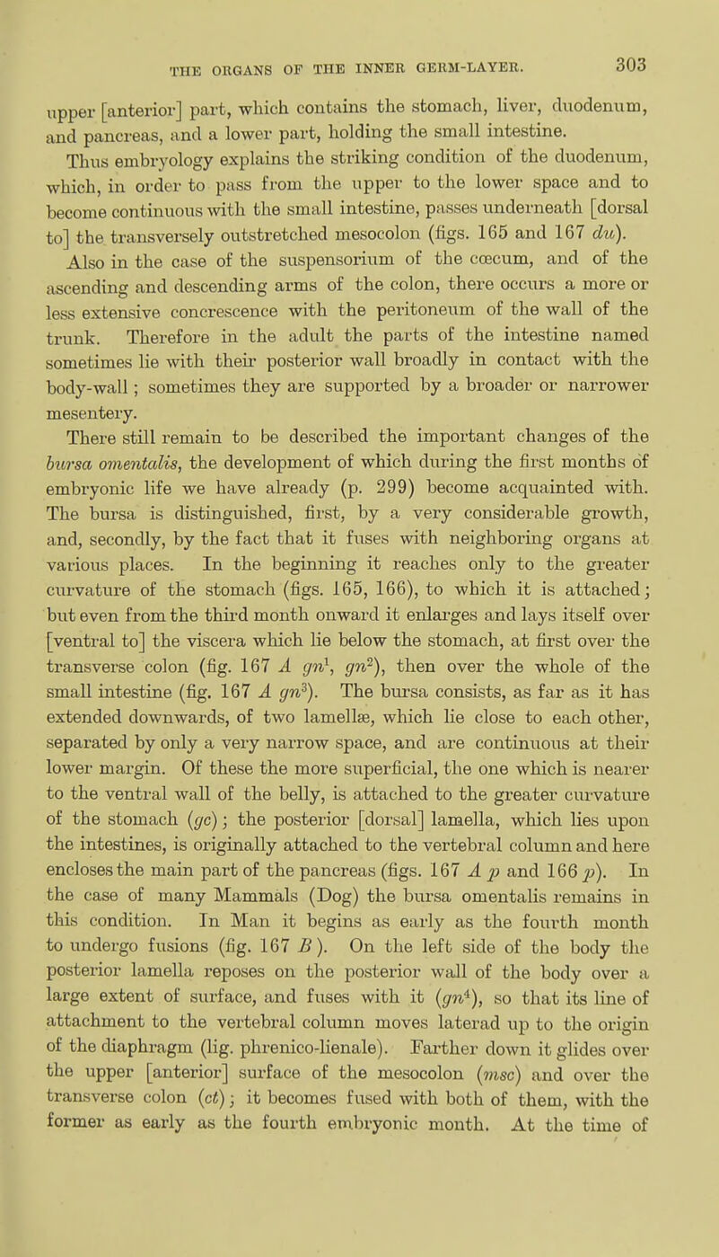 upper [anterior] part, -which contains the stomach, liver, duodenum, and pancreas, and a lower part, holding the small intestine. Thus embryology explains the striking condition of the duodenum, which, in order to puss from the upper to the lower space and to become continuous with the small intestine, passes underneath [dorsal to] the transversely outstretched mesocolon (figs. 165 and 167 du). Also in the case of the suspensorium of the coecum, and of the ascending and descending arms of the colon, there occurs a more or less extensive concrescence with the peritoneum of the wall of the trunk. Therefore in the adult the parts of the intestine named sometimes lie with their posterior wall broadly in contact with the body-wall; sometimes they are supported by a broader or narrower mesentery. There still remain to be described the important changes of the bursa omentalis, the development of which during the first months of embryonic life we have already (p. 299) become acquainted with. The bursa is distinguished, fii'st, by a very considerable growth, and, secondly, by the fact that it fiases with neighboring organs at various places. In the beginning it reaches only to the greater curvature of the stomach (figs. 165, 166), to which it is attached; but even from the thii-d month onward it enlai-ges and lays itself over [ventral to] the viscera which lie below the stomach, at first over the transverse colon (fig. 167 cj'n}, gn^), then over the whole of the small intestine (fig. 167 ^ gn^). The bursa consists, as far as it has extended downwards, of two lamellae, which he close to each other, separated by only a very narrow space, and are continuous at their lower margin. Of these the more superficial, the one which is nearer to the ventral wall of the belly, is attached to the greater curvature of the stomach (gc); the posterior [dorsal] lamella, which lies upon the intestines, is originally attached to the vertebral column and here encloses the main part of the pancreas (figs. 1Q7 A p and 166 ^j). In the case of many Mammals (Dog) the bursa omentalis remains in this condition. In Man it begins as early as the fourth month to undergo fusions (fig. 167 B). On the left side of the body the posterior lamella reposes on the posterior wall of the body over a large extent of surface, and fuses with it (gn^), so that its line of attachment to the vertebral column moves laterad up to the origin of the diaphragm (lig. phrenico-lienale). Fai-ther down it glides over the upper [anterior] surface of the mesocolon {7nsc) and over the transverse colon (ct); it becomes fused with both of them, with the former as early as the fourth embryonic month. At the time of