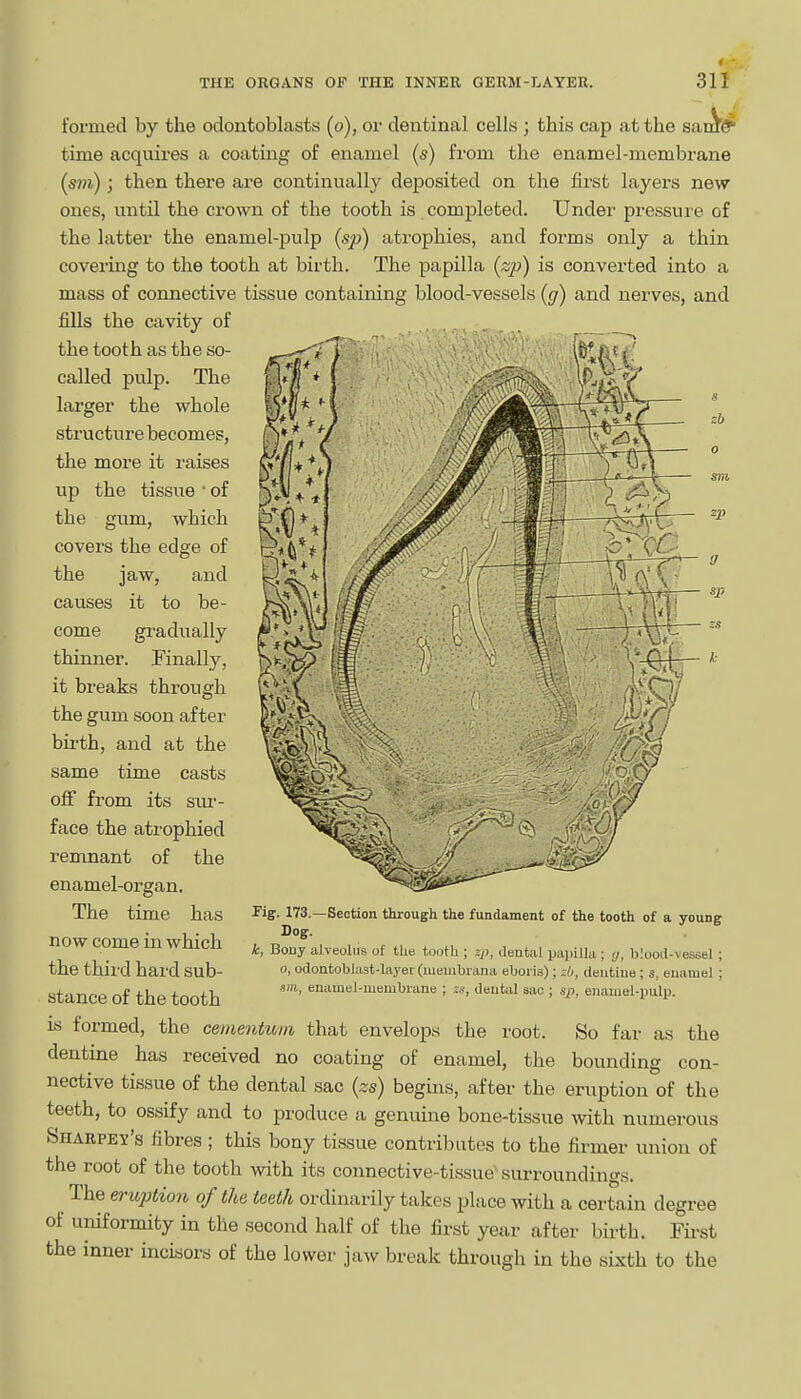 formed by the odontoblasts (o), or dentinal cells ; this cap at the sa time acquires a coating of enamel (s) from the enamel-membrane [sm); then there are continually deposited on the first layers new ones, until the crown of the tooth is completed. Under pressure of the latter the enamel-pulp {s'p) atrophies, and forms only a thin covering to the tooth at birth. The papilla {z'p) is converted into a mass of connective tissue containing blood-vessels ((/) and nerves, and fills the cavity of the tooth as the so- called pulp. The larger the whole structure becomes, the more it raises up the tissue ' of the gum, which covers the edge of the jaw, and causes it to be- come gradually thinner. Finally, it breaks through the gum soon after birth, and at the same time casts off from its sm-- face the atrophied remnant of the enamel-organ. The time has now come in which the thii d hard sub- stance of the tooth is formed, the cementuni that envelops the root. So far as the dentine has received no coating of enamel, the bounding con- nective tissue of the dental sac {zs) begins, after the eruption of the teeth, to ossify and to produce a genuine bone-tissue with numerous Sharpey's fibres ; this bony tissue contributes to the firmer union of the root of the tooth with its connective-tissue surroundings. The eruption of the teeth orcUnarily takes place with a certain degree of uniformity in the second half of the first year after birth. Fii-st the inner incisors of the lower jaw break through in the sixth to the -Section through the fundament of the tooth of a young Fig. 173.- Dog. k, Bouy alveoliis of tiie tooth ; zp, dental papilla ; »/, blood-vessel ; 0, odontobl;i,3t-layei (iueiiibrana eboris); zb, deutiue ; s, enamel ; SHI, enamel-membrane ; :s, deutid sac ; up, eiianiel-pulp.