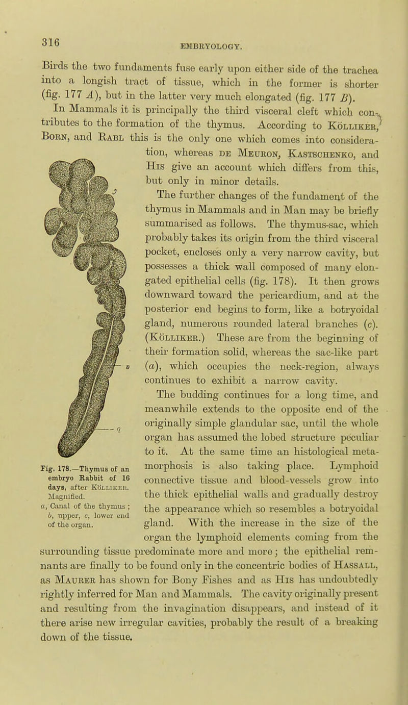 EMBRYOLOGY. Birds the two fundaments fuse early upon either side of the trachea into a longish tract of tissue, which in the former is shorter (fig. 177 A), but in the latter very much elongated (fig. 177 B). In Mammals it is principally the thii'd visceral cleft which con-- tributes to the formation of the thymus. According to Kolliker, Born, and Rabl this is the only one which comes into considera- tion, whereas de Meuron^ Kastschenko, and His give an account which differs from this, but only in minor details. The further changes of the fundament of the thymus in Mammals and in Man may be briefly summarised as follows. The thymus-sac, which probably takes its origin from the third visceral pocket, encloses only a very narrow cavity, but possesses a thick wall composed of many elon- gated epithelial cells (fig. 178), It then grows downward toward the pericardium, and at the posterioi- end begins to form, like a botryoidal gland, numerous rounded lateral branches (c). (KoLLiKEE.) These are from the beginning of their formation solid, whereas the sac-like part (a), which occupies the neck-region, always continues to exhibit a narrow cavity. The budding continues for a long time, and meanwhile extends to the opposite end of the originally simple glandular sac, until the whole organ has assumed the lobed structure peculiar to it. At the same time an histologictil meta- morphosis is also taking place. Lymphoid connective tissue and blood-vessels grow into the thick epithelial walls and gradually destroy the appearance which so resembles a botryoidal gland. With the increase in the size of the organ the lymphoid elements coming from the suiTOunding tissue predominate more and more; the epithelial rem- nants are finally to bo found only in the concentric bodies of Hassall, as Maurer has shown for Bony Fishes and as His has imdoubtedly rightly inferred for Man and Mammals. The cavity originally present and resulting from the invagination disa2jpears, and instead of it there arise new ii-regular cavities, probably the result of a breaking down of the tissue. Fig. 178.—Thymus of an embryo Rabbit of 16 days, after Kollikek. MiigJiified. a, Ccinal of the thymus ; b, upper, c, lower end of the organ.