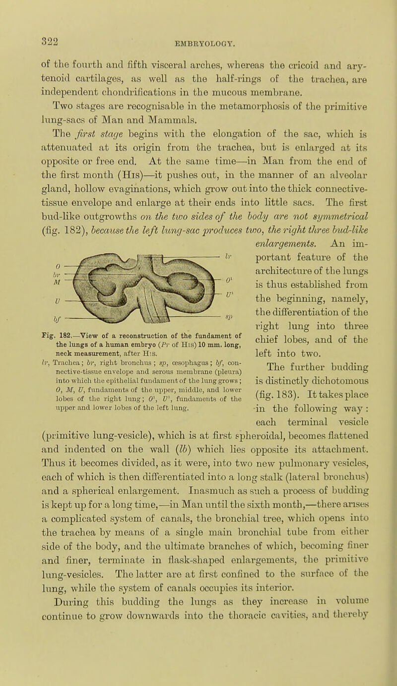 of the fourth and fifth visceral arches, whereas the cricoid and ary- tenoid cartilages, as well as the half-rings of the trachea, are independent chondiifications in the mucous membrane. Two stages are recognisable in the metamorphosis of the primitive Inng-sacs of Man and Mammals. The first stage begins with the elongation of the sac, which is attenuated at its origin from the trachea, bnt is enlarged at its opposite or free end. At the same time—in Man from the end of the first month (His)—it pushes out, in the manner of an alveolar gland, hollow evaginations, which grow out into the thick connective- tissue envelope and enlarge at their ends into little sacs. The first bud-like outgrowths on the two sides of the body are not symmetrical (fig. 182), because the left lung-sac produces tv}o, the right three bvxl-like enlargements. An im- portant feature of the architectiire of the lungs is thus established from the beginning, namely, the difierentiation of the right lung into three chief lobes, and of the left into two. The further budding is distinctly dichotomous (fig. 183). It takes place in the following way: each terminal vesicle (primitive lung-vesicle), which is at first spheroidal, becomes flattened and indented on the wall {lb) which lies opposite its attachment. Thus it becomes divided, as it were, into two new pulmonary vesicles, each of which is then difierentiated into a long stalk (lateral bronchus) and a spherical enlargement. Inasmuch as such a process of budding is kept up for a long time,—in Man until the sixth month,—there anses a complicated system of canals, the bronchial tree, which opens into the trachea by means of a single main bronchial tube from either side of the body, and the ultimate branches of which, becoming liner and finer, terminate in flask-shaped enlargements, the primitive lung-vesicles. The latter are at first confined to the .surface of the lung, while the system of canals occupies its interior. During this budding the lungs a.s they increase in volume continue to grow downwards into the thoracic cavities, and thereby Fig. 182.—View of a reconstruction of the fundament of the lungs of a hiunan embryo {Ft of His) 10 mm. long, neck measurement, after His. Ir, Trachea; hr, right bronchus; sp, oesophagus; bf, con- nective-ti.ssue envelope and serous membrane (ijleura) into which the epithelial fundament of the lung grows ; 0, M, U, fundaments of tlie upper, middle, and lower lobes of the right lung; 0', f, fundaments of the npper and lower lobes of tlie left lung.