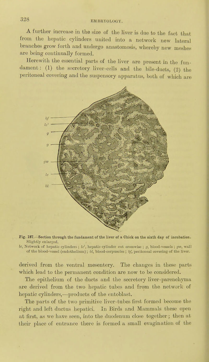 EMBRYOLOGY. A further increase in the size of the liver is due to the fact that from the hepatic cylinders united into a network new lateral branches grow forth and undergo anastomosis, whereby new meshes are being continually formed. Herewith the essential parts of the liver are present in the fun- dament: (1) the secretory liver-cells and the bile-ducts, (2) the peritoneal covering and the suspensory apparatus, both of which are Fig. 187.—Section through the fundament of the liver of a Chick on the sixth day of incubation. Slightly enlarged. Ic, Network of hepatic cylinders ; Jc', hej)atic cylinder cut crosswise ; g, blood-vessels ; gic, wall of the blood-vessel (endothelium); bi, blood-cor])uscles ; bf, peritoneal covering of the liver. derived from the ventral mesentery. The changes in these parts which lead to the permanent condition are now to be considered. The epithelium of the ducts and the secretory liver-parench^'ma are derived from the two hepatic tubes and from the networlc of hepatic cylinders,—products of the entoblast. The parts of the two primitive liver-tubes first foi-med become the right and left ductus liepatici. In Birds and Mammals these open at first, as we have seen, into the duodenum close together; then at theii- place of entrance thei-e Ls formed a small evagination of the