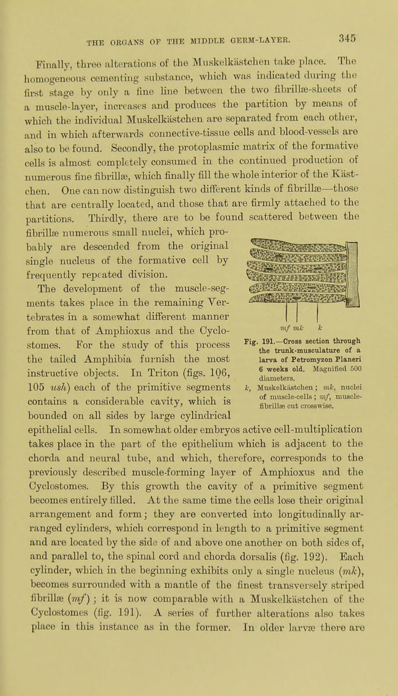 Finally, three alterations of the Mnakelklistchen take place. The homogeneous cementing substance, which was indicated during the fii-st stage by only a fine line betw(!on the two fibrillaj-sheets of a muscle-layer, increases and produces the partition by means of which the individual Muskelkiistchen are separated from each other, and in which afterwards connective-tissue cells and blood-vessels are also to be found. Secondly, the protoplasmic matrix of the formative cells is almost completely consumed in the continued production of numerous fine fibrillfe, which finally fill the whole interior of the Kast- chen. One can now distingiiish two difFerent kinds of fibrillse—those that are centr ally located, and those that are firmly attached to the partitioiLS. Thirdly, there are to be found scattered between the fibrillse numerous small nuclei, which pro- bably are descended from the original single nucleus of the formative cell by frequently repeated division. The development of the muscle-seg- ments takes place in the remaining Ver- tebrates in a somewhat different manner from that of Amphioxus and the Cyclo- stomes. For the study of this process the tailed Amphibia furnish the most instructive objects. In Triton (figs. 106, 105 ush) each of the primitive segments contains a considei'able cavity, which is bounded on all sides by large cylindrical epithelial cells. In somewhat older embryos active cell-multiplication takes place in the part of the epithelium which is adjacent to the chorda and neural tube, and which, therefore, corresponds to the previously described muscle-forming layer of Amphioxus and the Oyclostomes. By this growth the cavity of a primitive segment becomes entirely filled. At the same time the cells lose their original arrangement and form; they are converted into longitudinally ar- ranged cylinders, which correspond in length to a primitive segment and are located by the side of and above one another on both sides of, and parallel to, the spinal cord and chorda dorsalis (fig. 192). Each cylinder, which in the beginning exhibits only a single nucleus [mk), becomes suirounded with a mantle of the finest transversely striped fibrillse {mf) ; it is now comparable with a Muskelkiistchen of the Cyclo.stomes (fig. 191). A series of further alterations also takes place in this instance as in the former. In older larvse there are mf mk h Fig, 191.—Cross section through the trunk-musculature of a larva of Petromyzon Planeri 6 weeks old. Magnified 500 diameters. Ic, Muskelkiistchen; inh, nuclei of muacle-oells; mf, muscle- flbrillse cut crosswise.