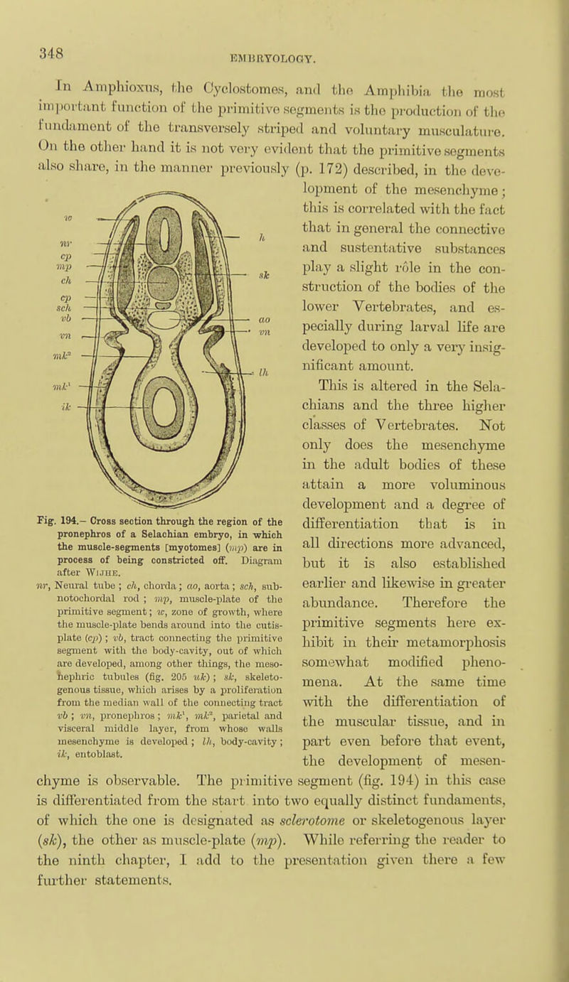 EMURTOLOGY. In Amphioxtis, f,he Cyclostomes, and tlio Ampliibia tlie most important function of the primitive segments is the production of the fundament of the transversely striped and vohmtary musculature. On the other hand it is not very evident that the primitive segments also share, in the manner previously (p. 172) described, in the deve- lopment of the mesenchyme; this is correlated with the fact that in general the connective and sustentative substances play a slight role in the con- struction of the bodies of the lower Vertebrates, and es- pecially during larval life are developed to only a very insig- nificant amount. This is altered in the Sela- chians and the three higher classes of Vertebrates. Not only does the mesenchyme in the adult bodies of these attain a more voluminous development and a degree of differentiation that is in all directions more advanced, but it is also established earlier and likewise in gi-eater abundance. Therefore the primitive segments here ex- hibit in their metamorphosis somewhat modified pheno- mena. At the same time with the differentiation of the muscular tissue, and in part even before that event, the development of mesen- chyme is ob.servable. The primitive segment (fig. 194) in this case is differentiated from the start into two equally distinct fundaments, of which the one is designated as sclerotome or skeletogenous layer (s/fc), the other as muscle-plate (wip). While referring the reader to the ninth chaptei-, I add to the presentation given there a few- further statements. Pig. 194.- Cross section through the region of the pronephros of a Selachian embryo, in which the muscle-segments [myotomes] (mp) are in process of being constricted oiF. Diagram after Wuhe. nr, Neural tube ; ch, chorda; ao, aorta; sch, sub- notochorclivl rod ; mp, muscle-ijlate of tlie primitive segment; ic, zone of growth, where the muscle-plate bends around into the cutis- plate (cj)); vb, tract connecting the primitive segment with tlie body-cavity, out of which are developed, among other things, the meso- hephrio tubules (fig. 205 xik); sk, skeleto- genous tissue, which arises by a proliferation from the median wall of the connecting tract vb; vn, pronephros; uifc', ink', parietal and visceral middle layer, from whose wails mesenchyme is developed ; Ih, body-cavity; ik, entoblast.