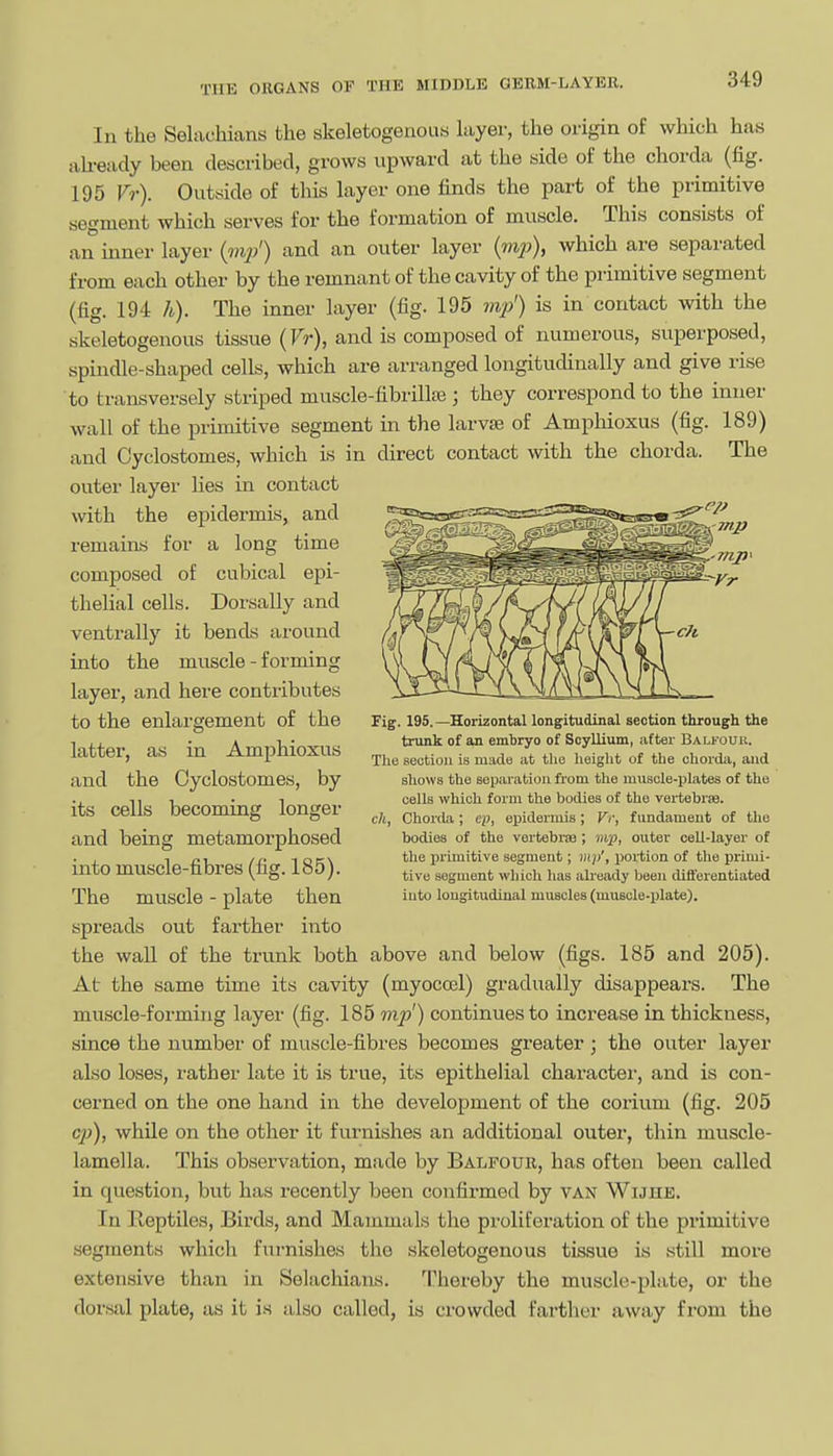 In the Selachians the skeletogenous layer, the origin of which has ah-eady been described, grows upward at the side of the chorda (fig. 195 Vr). Outside of this layer one finds the part of the primitive segment which serves for the formation of muscle. This consists of an inner layer {m2)') and an outer layer {mp), which are separated from each other by the remnant of the cavity of the primitive segment (fig. 194 h). The inner layer (fig. 195 mj}') is in contact with the skeletogenous tissue (Vr), and is composed of numerous, superposed, spindle-shaped cells, which are arranged longitudinally and give rise to transversely striped muscle-fibrillaj; they correspond to the inner wall of the primitive segment in the larvae of Amphioxus (fig. 189) and Cyclostomes, which is in direct contact with the chorda. The outer layer lies in contact with the epidermis, and remains for a long time composed of cubical epi- thelial cells. Dorsally and ventrally it bends around into the muscle - forming layer, and here contributes to the enlargement of the latter, as in Amphioxus and the Cyclostomes, by its cells becoming longer and being metamorphosed into muscle-fibres (fig. 185). The muscle - plate then spreads out farther into the wall of the trunk both above and below (figs. 185 and 205). At the same time its cavity (myoccel) gradually disappears. The muscle-forming layer (fig. 185 mp') continues to increase in thickness, since the number of muscle-fibres becomes greater; the outer layer also loses, rather late it is true, its epithelial charactei-, and is con- cerned on the one hand in the development of the corium (fig. 205 cj!?), while on the other it furnishes an additional outer, thin muscle- lamella. This observation, made by Balfour, has often been called in question, but has recently been confirmed by van Wijhe. In Reptiles, Birds, and Mammals the proliferation of the primitive segments which furnishes the skeletogenous tissue is still more extensive than in Selachians. ''Iliereby the muscle-plate, or the dorsal plate, as it is also called, is crowded farther away from the Fig. 195.—Horizontal longitudinal section through the trunk of an embryo of Scyllium, after Balfour. The section is made at the height of the chorda, and shows the separation from the muscle-plates of the cells which form the bodies of the vertebrae. ch, Chorda; ep, epidermis; Vr, fundament of the bodies of the vertebrae; mp, outer cell-layer of the i)rimitive segment; mp', jjortion of the primi- tive segment which has ah-eady been differentiated into longitudinal muscles (muscle-plate).