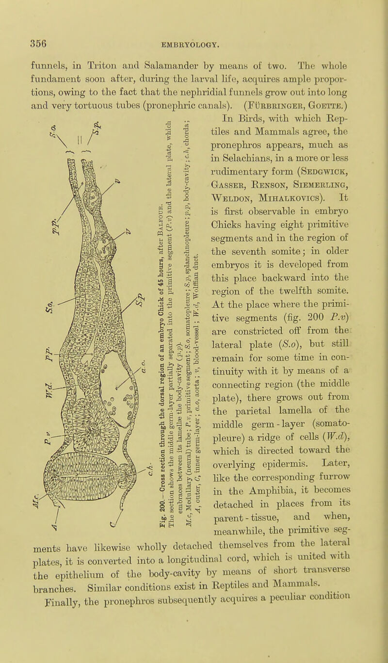 funnels, in Tiitoii and Salamander by means of two. The whole fundfiment soon aftei, during the larval life, acquires ample propor- tions, owing to the fact that the nephridial funnels gi-ow out into long and vexy tortuous tubes (pronephric canals). (Furbringer, Goeitk.) In Birds, with which Rep- tiles and Mammals agree, the pronephi'os appears, much as in Selachians, in a more or less rudimentary form (Sedgwick, Gasser, Eenson, Siemerling, Weldon, Mihalkovics). It is first observable in embryo Chicks having eight primitive segments and in the region of the seventh somite; in older embryos it is developed from this place backward into the region of the twelfth somite. At the place where the piimi- tive segments (fig. 200 P.v) are constricted off from the lateral plate {S.o), but still remain for some time in con- tinuity with it by means of a connecting region (the middle plate), there grows out from the parietal lamella of the middle germ - layer (somato- pleure) a ridge of cells {W.cl), which is directed toward the overlying epidermis. Later, like the corresponding furrow in the Amphibia, it becomes detached in places from its parent - tissue, and when, meanwhile, the primitive seg- ments have likewise wholly detached themselves from the lateral plates, it is converted into a longitudinal cord, which is united with the epithelium of the body-cavity by means of short transverse branches. Similar conditions exist in Reptiles and Mammals. Finally, the pronephros subsequently acquii-es a peculiar condition