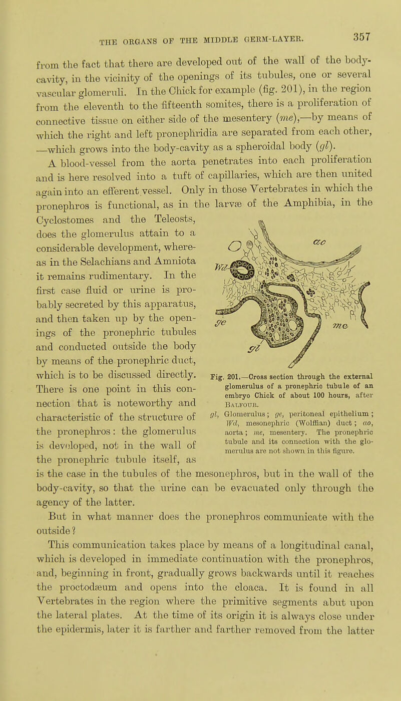 from the fact that there are developed out of the wall of the body- cavity, in the vicinity of the openings of its tubules, one or several vascular glomeruli. In the Cluck for example (fig. 201), in the region from the eleventh to the fifteenth somites, there is a proliferation of connective tissue on either side of the mesentery (me),—by means of which the right and left pronephridia are separated from each other, —which grows into the body-cavity as a spheroidal body (r/Z). A blood-vessel from the aorta penetrates into each proliferation and is here resolved into a tuft of capillaries, which are then united again into an efferent.vessel. Only in those Vertebrates in which the pronephros is functional, as in the larvte of the Amphibia, in the Cyclostomes and the Teleosts, does the glomerulus attain to a considerable development, where- as in the Selachians and Amniota it remains rudimentary. In the first case fluid or urine is pro- bably secreted by this apparatus, and then taken up by the open- ings of the pronephric tubules and conducted oiitside the body by means of the pronephric duct, which is to be discussed directly. There is one point in this con- nection that is noteworthy and characteristic of the structure of the pronephros: the glomerulus is developed, not in the wall of the pronephric tubule itself, as is the case in the tubules of the mesonephros, but in the wall of the body-cavity, so that the ui-ine can be evacuated only through the agency of the latter. But in what manner does the pronephros communicate with the outside ? This communication takes place by means of a longitudinal canal, which is developed in immediate continuation with the pronephros, and, beginning in front, gradually grows backwards until it reaches the proctodieum and opens into the cloaca. It is found in all Vertebrates in the region where the primitive segments abut upon the lateral plates. At the time of its origin it is always close under the epidermis, later it Ls farther and farther removed from the latter Fig. 201.—Cross section through the external glomerulus of a pronephric tubule of an embryo Chick of about 100 hours, after Balfour. (jl, Glomerulus; (je, peritoneal epithelium ; Wd, mesouephrio (WoliBan) duct; oo, aorta; me, mesentery. Tlie pronephric tubule and its connection with the glo- merulus are not sliown in this figure.