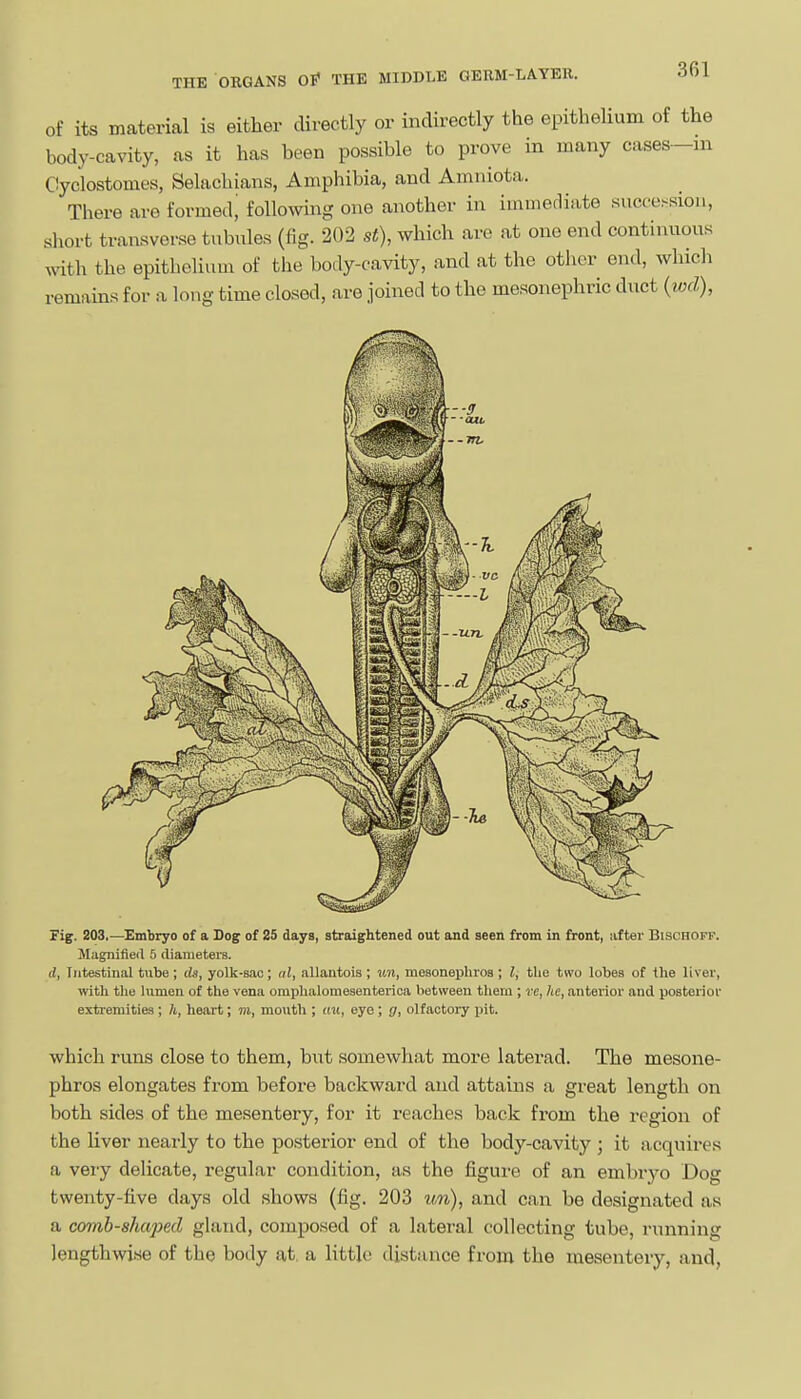 of its material is either directly or indirectly the epithelium of the body-cavity, as it has been possible to prove in many cases—ni Cyclostomes, Selachians, Amphibia, and Amniota. There are formed, following one another in immediate succe.-siou, short transverse tubules (fig. 202 st), which are at one end continuous vnth the epithelium of the body-cavity, and at the other end, which remams for a long time closed, are joined to the mesonephric duct (wxZ), which runs close to them, but somewhat more laterad. The mesone- phros elongates from before backward and attains a great length on both sides of the mesentery, for it reaches back from the region of the liver nearly to the posterior end of the body-cavity ; it acquires a veiy delicate, regular condition, as the figure of an embryo Dog twenty-five days old shows (fig. 203 un), and can be designated as a comb-shaped gland, composed of a lateral collecting tube, running lengthwise of the body at a little distance from the mesentery, and,