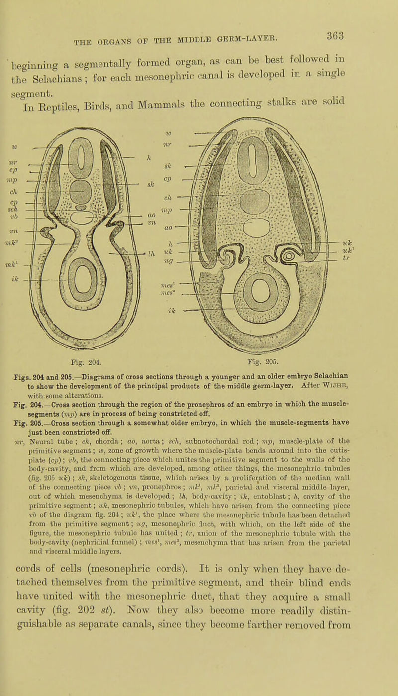 be«inuiug a segment-ally formed organ, as can be best followed in the Selachians; for each mesonephrio canal is .leveloped in a single segment. In Reptiles, Birds, and Mammals the connecting stalks are s. solid Pig. 204. Pig. 205. Figs. 204 and 205.—^Diagrams of cross sections through a younger and an older embryo Selachian to show the development of the principal products of the middle germ-layer. After Wijhe, with some alterations. Fig. 204.—Cross section through the region of the pronephros of an embryo in which the musole- segments (nij)) are in process of being constricted off. Fig. 205.—Cross section through a somewhat older embryo, in which the muscle-segments have just been constricted off. nr, Neural tube ; ch, chorda; ao, aorta; sch, siibnotochordal rod ; miisole-plate of the primitive segment; w, zone of growth wliere the muscle-plate bends aroimd into the cutis- plate (cp); vb, the connecting piece which unites the primitive segment to the walls of the body-cavity, and from which are developed, among other things, the mesonephvic tubules (fig. 205 uk} ; si; skeletogenous tissue, wliioh arises by a proliferation of the median wall of the connecting piece vb; vn, prone]ihi'os; mk', mk'', parietal and visceral middle layer, out of which mesenchyma is developed; 2A, body-cavity; ik, entoblast; h, cavity of the primitive segment; xik, mesonephric tubules, whicli have arisen from the connecting piece vh of the diagiam fig. 20-1; uk', the place wliere the mosonophric tubulo has been detached from tlie primitive segment; ng, mesonephric duct, witli wliich, on tlio left side of the figure, the niesonei)hric tubule has united ; tr, union of the mosonophric tubule with the body-cavity (tiephridial funnel) ; mcs', mm, mesenchyma that has arisen from the parietal and visceral middle layers. cords of cells (mesonephric cords). It is only when they have de- tached themselves from the primitive segment, and their blind ends have united with the mesonephric duct, that they acquire a small cavity (fig. 202 st). Now they also become more readily distin- guishable as separate canals, since they become farther removed from