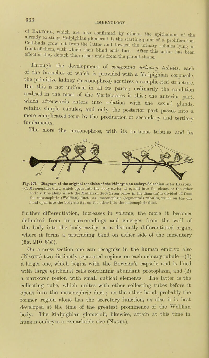 36G EMDRYOLOGY. Of Balpouk, winch arc also confirmed by others, the epithelium of the already exiHting Malpighiau glomeruli is the starting-point of a proliferation Cell-buds o-row out from the latter and toward the urinary tubules lyinK in front of them, with which their blind ends fuse. After this union has been etfeoted they detach their other ends from the parent-tissue. Through the development of compound urinary Mules, each of the branches of which Ls provided with a Malpighian corpuKcle, the primitive kidney (mesonephros) acquires a complicated structure! But this is not uniform in all its parts; oi'dinarily the condition reaHsed in the most of the Vertebrates is this: the anterior part, which afterwards enters into relation with the sexual glands^ retains simple tubules, and only the posterior part passes into a more complicated form by the production of secondary and tertiary fundaments. The more the mesonephros, with its tortuous tubules and its Fig. 207.—Diagram of the original condition of the kidney in an embryo Selachian, iif ter Balfouk. iid, Musonephi-iu duct, which opens inti) the body-cavity at o, ;md iuto tlie cloaca at the other eud ; X, line along wliich the MiiUeriau duct (lying below in the diagi-am) is divided off from the mesouepluic (Wolffian) duct; s.t, me30uei)hric (segmental) tubules, which on the one hand open into the body-cavity, ou the other into the mesouephric duct. further differentiation, increases in volume, the more it becomes delimited from its surroundings and emerges from the wall of the body into the body-cavity as a distinctly differentiated oi-gan, where it forms a protruding band on either side of the mesentery (fig. 210 WK). On a cross section one can recognise in the human embryo also (Nagel) two distinctly separated regions on each ui-inary tubule—(1) a larger one, which begins with the Bowman's capsule and is lined with large epithelial cells containing abundant protoplasm, and (2) a narrower region with small cubical elements. The latter is the collecting tube, which unites with other collecting tubes before it opens into the mesonephric duct; on the other hand, probably the former I'egion alone has the seci'etory function, as also it is best developed at the time of the greatest prominence of the Wolffian body. The Malpighian glomeruli, likewise, attain at this time in human embryos a remarkable size (Nagel).