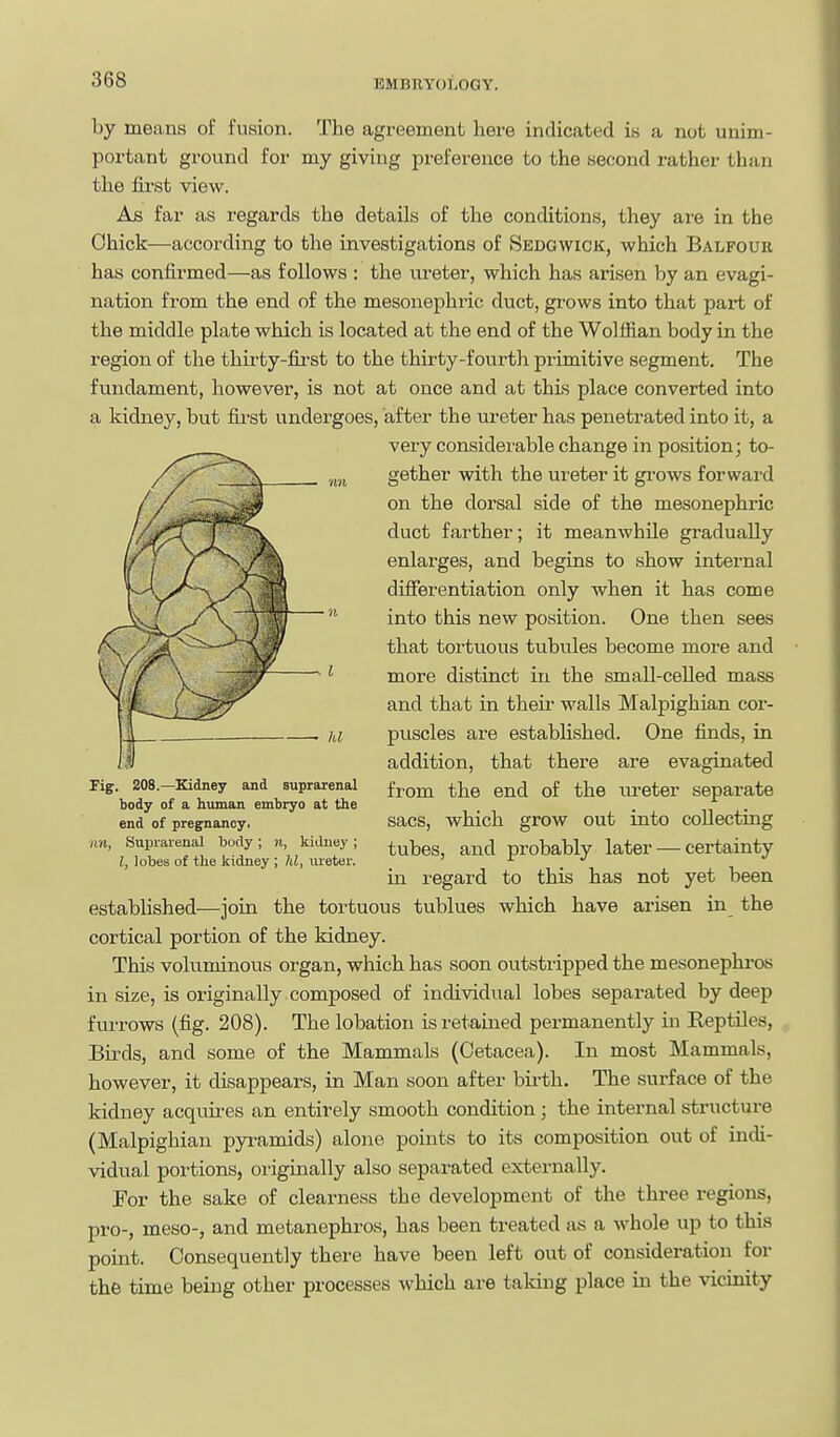 by means of fusion. The agreement here indicated is a not unim- portant ground for my giving preference to the second rather than the first view. As far as regards the details of the conditions, they ai'e in the Ohick—according to the investigations of Sedgwick, which Balfouk has confirmed—as follows : the ureter, which has arisen by an evagi- nation from the end of the mesonephric duct, gi'ows into that part of the middle plate which is located at the end of the Wolffian body in the region of the thii-ty-fiLi'st to the thirty-fourth primitive segment. The fundament, however, is not at once and at this place converted into a kidney, but first undergoes, after the ureter has penetrated into it, a very considei'able change in position; to- gether with the ureter it grows forward on the dorsal side of the mesonephric duct farther; it meanwhile gradually enlarges, and begins to show internal differentiation only when it has come into this new position. One then sees that tortuous tubules become more and more distinct in the small-celled mass and that in theii- walls Malpighian cor- puscles are established. One finds, in addition, that there are evaginated from the end of the ureter separate sacs, which grow out into collecting tubes, and probably later — certainty in regard to this has not yet been estabUshed^—join the tortuous tublues which have arisen in the cortical portion of the kidney. This voluminous organ, which has soon outstripped the mesonephros in size, is originally composed of individual lobes separated by deep furrows (fig. 208). The lobatioii is retained permanently in Reptiles, Birds, and some of the Mammals (Cetacea). In most Mammals, however, it disappears, in Man soon after birth. The sui-face of the kidney acquires an entirely smooth condition; the internal structure (Malpighian pyramids) alone points to its composition out of indi- vidual portions, originally also separated externally. For the sake of clearness the development of the three regions, pro-, meso-, and metanephros, has been treated as a whole up to this point. Consequently there have been left out of consideration for the time being other processes which are taking place in the vicinity