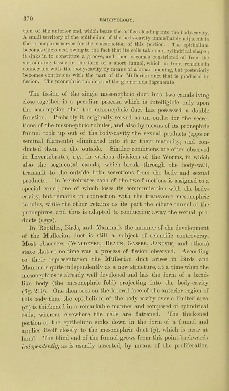 tion of the anterior cnrl, which bears the orifices leading into the body-cavity. A small territory oE the epithelium of tlie body-cavity immediately adjacent to the pronephros serves for the construction of this portion. The epithelium becomes thickened, owing to the fact that its cells take on a cylindrical shape ; it sinks in to constitute a groove, and then becomes constricted off from the surrounding tissue in the form of a short funnel, which in front remains in connection with the body-cavity by means of a broad opening, but posteriorly becomes continuous witli tlie part of the Mullcrian duct that is produced by fission. The pronephric tubules and the glomerulus degenerate. The fission of the single mesonephi-ic duct into two canals lying close together is a peculiar process, which is intelligible only upon the assumption that the mesonephric duct has possessed a double function. Probably it originally served as an outlet for the secre- tions of the mesonephric tubules, and also by means of its pronephric funnel took up out of the body-cavity the sexual products (eggs or seminal filaments) eliminated into it at their maturity, and con- ducted them to the outside. Similar conditions are often obsex-ved in Invertebrates, e.g., in various divisions of the Worms, in which also the segmental canals, which break through the body-wall, transmit to the outside both secretions from the body and sexual products. In Vertebrates each of the two functions is assigned to a special canal, one of which loses its communication with the body- cavity, but remains in connection with the transverse mesonephric tubules, whUe the other retains as its part the cUiate funnel of the pronephros, and thus is adapted to conducting away the sexual pro- ducts (eggs). In Reptiles, Birds, and Mammals the manner of the development of the Miillerian duct is still a subject of scientific controversy. Most obsei-vers (Waldeyer, Braun, Gasser, Janosik, and others) state that at no time was a process of fission observed. According to their representation the Miillerian duct arises in Bu-ds and Mammals quite independently as a new structure, at a time when the mesonephros is already well developed and has the form of a band- like body (the mesonephric fold) projecting into the body-cavity (fig. 210). One then sees on the lateral face of the anterior region of this body that the epithelium of the body-cavity over a limited area («') is thickened in a remarkable manner and composed of cylindrical cells, whereas elsewhere the cells are flattened. The thickened portion of the epithelium sinks down in the form of a funnel and applies itself closely to the mesonephric duct (?/), which is near at hand. The blind end of the funnel grows from this point backwards independently, as is usually asserted, by means of the proliferation
