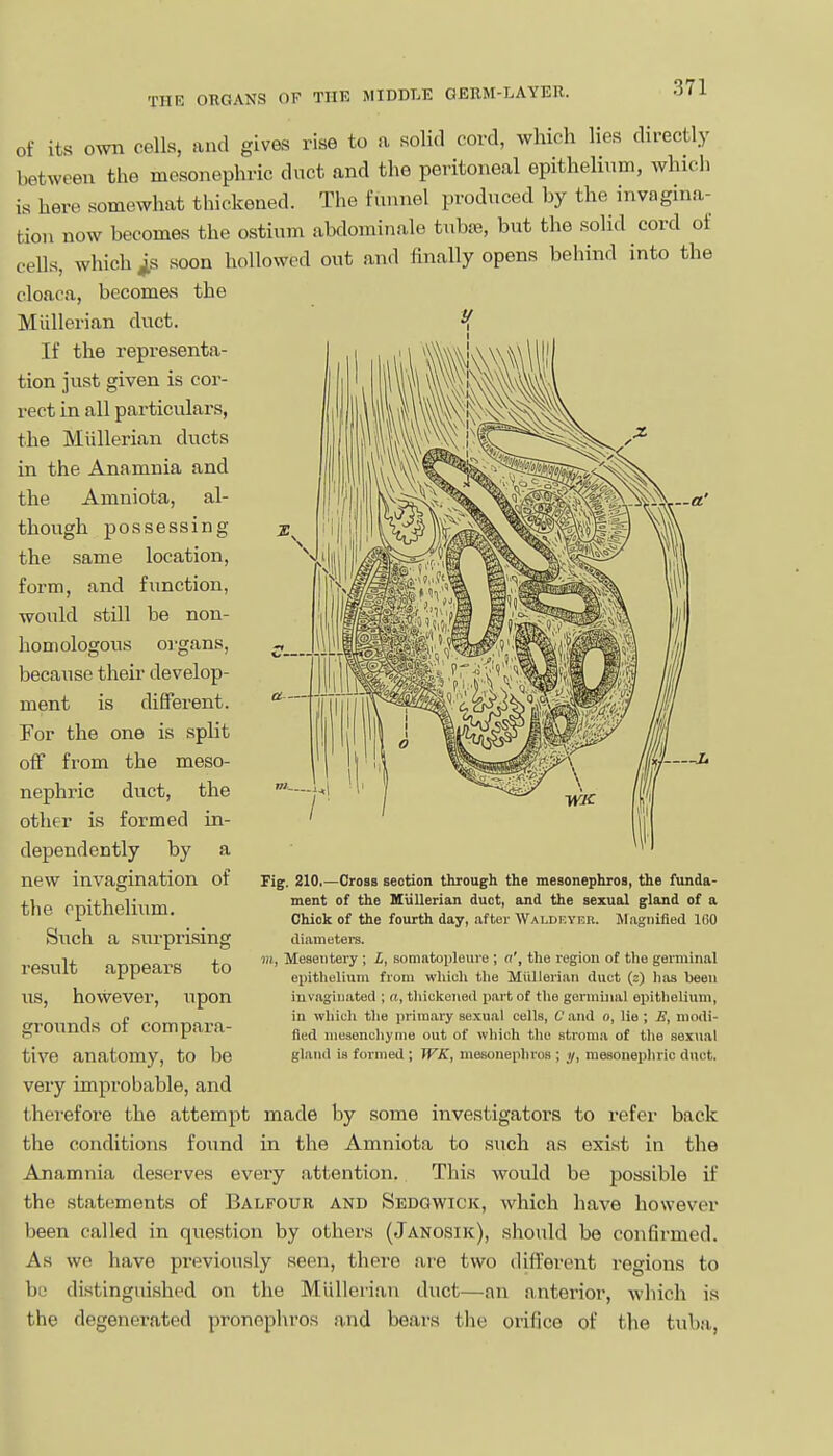 of its own cells, and gives rise to a solid cord, which lies directly between the mesonephric duct and the peritoneal epithelinm, which is here somewhat thickened. The funnel produced by the invagina- tion now becomes the ostium abdominale tuba?, but the solid cord of cells, which ^s soon hollowed out and finally opens behind into the cloaca, become.s the Miillerian duct. If the representa- tion just given is cor- rect in all particulars, the Miillerian ducts in the Anamnia and the Amniota, al- though possessing the same location, form, and function, would still be non- homologous organs, because their develop- ment is different. For the one is split off from the meso- nephric duct, the other is formed in- dependently by a new invagination of the epithelium. Such a surprising result appears to us, however, upon grounds of compara- tive anatomy, to be very improbable, and therefore the attempt made by some investigators to refei' back the conditions found in the Amniota to such as exist in the Anamnia deserves every attention. This would be possible if the statements of Balfour and Sedgwick, which have however been called in question by others (Janosik), should be confirmed. As we have previously seen, there are two different regions to bo distinguished on the Miillerian duct—an antei-ior, which is the degenerated pronephros and bears the orifice of tlie tuba, Fig. 210,—Cross section through the mesonephros, the funda- ment of the Kiillerian duct, and the sexual gland of a Chick of the fourth day, .after WALDKYnn. llagnified IGO diametere. m, Mesentery ; L, somatopleure ; a', the region of the germinal epithelium from which the Miillerian duct (2) lias been invaginated ; a, tliickened p.artof tlie germinal epithelium, in which the prira.ary sexual cells, Cand 0, lie; j?, modi- fied mesenchyme out of which the stroma of the sexual gl.iud is formed; WK, mesonephros ; y, mesonepln-ic duct.