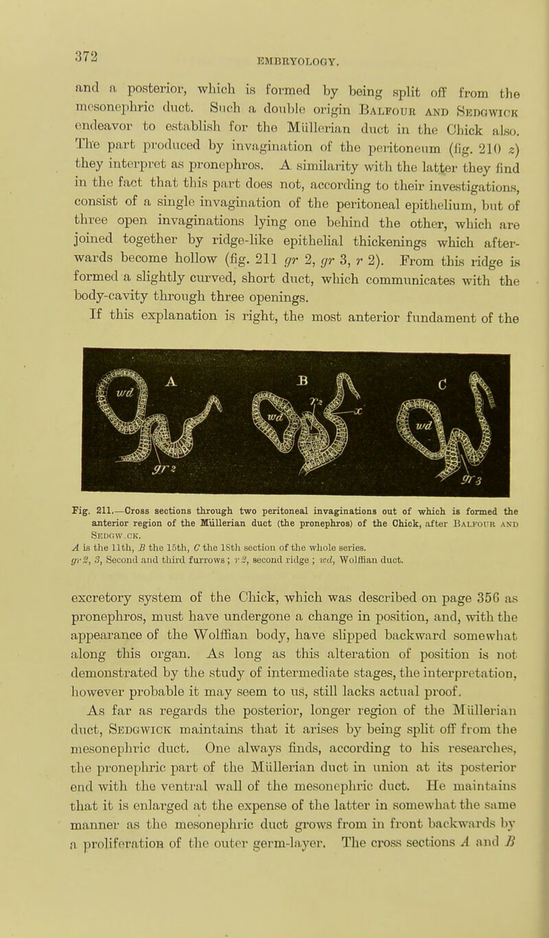 EMBRYOLOGY. and a posterior, which is formed by being split of? from the mcsonephric duct. Such a doiil)k3 origin Balfour and Sedgwick endeavor to establish for the Mullerian duct in the Chick also. The part produced by invagination of the peritoneum (fig. 210 z) they interpret as pronephros. A similaiity with the latter they find in the fact that this part does not, according to their investigation-s, consist of a single invagination of the peritoneal epithelium, but of three open invaginations lying one behind the other, which are joined together by ridge-like epitheUal thickenings which after- wards become hollow (fig. 211 cjr 2, gr 3, r 2). From this ridge is formed a slightly curved, short duct, which communicates with the body-cavity through three openings. If this explanation is right, the most anterior fundament of the Fig. 211,—Cross sections through two peritoneal invaginations out of which is formed the anterior region of the Mullerian duct (the pronephros) of the Chick, after Balfoctr and Sedovv.ck. A is the 11th, B the 15th, C the lSt)i section of the wliole series. gr H, 3, Second and tliird furrows; r3, second ridge ; ivd, Wolifian duct. excretory system of the Chick, which was described on page 356 as pronephros, must have undergone a change in position, and, with the appearance of the Wolffian body, have slipped backward somewhat along this organ. As long as this alteration of position is not demonstrated by the study of intermediate stages, the interpretation, however probable it may seem to us, still lacks actual proof. As far as regards the posterioi-, longer region of the Miillerian duct, Sedgwick maintains that it arises by being split off from the mesonephric duct. One always finds, according to his researches, the prone[)hric part of the Miillerian duct in union at its posterior end with the ventral wall of the mesonephric duct. He maintains that it is enlarged at the expense of the latter in somewhat the same manner as the mesonephric duct grows from in front backwards by n proliforatioB of the outer germ-layer. The cross sections A and B